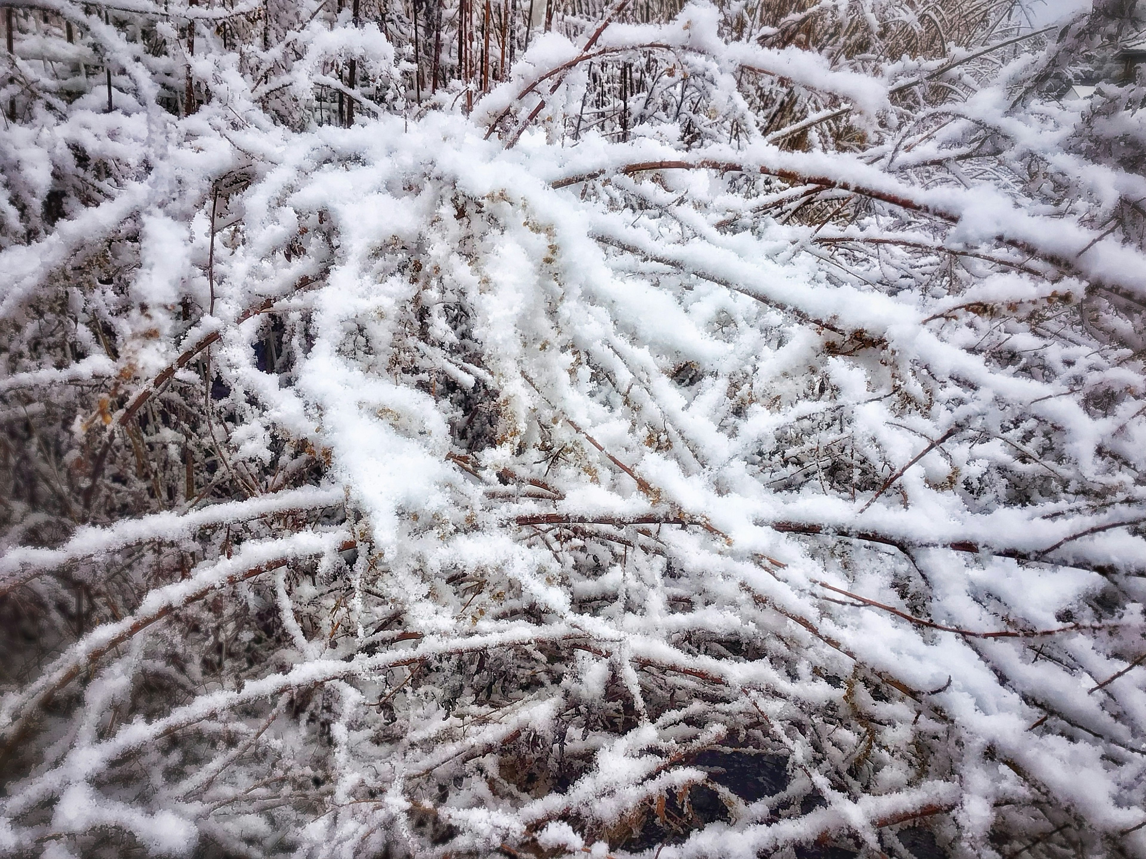 Primer plano de ramas cubiertas de nieve