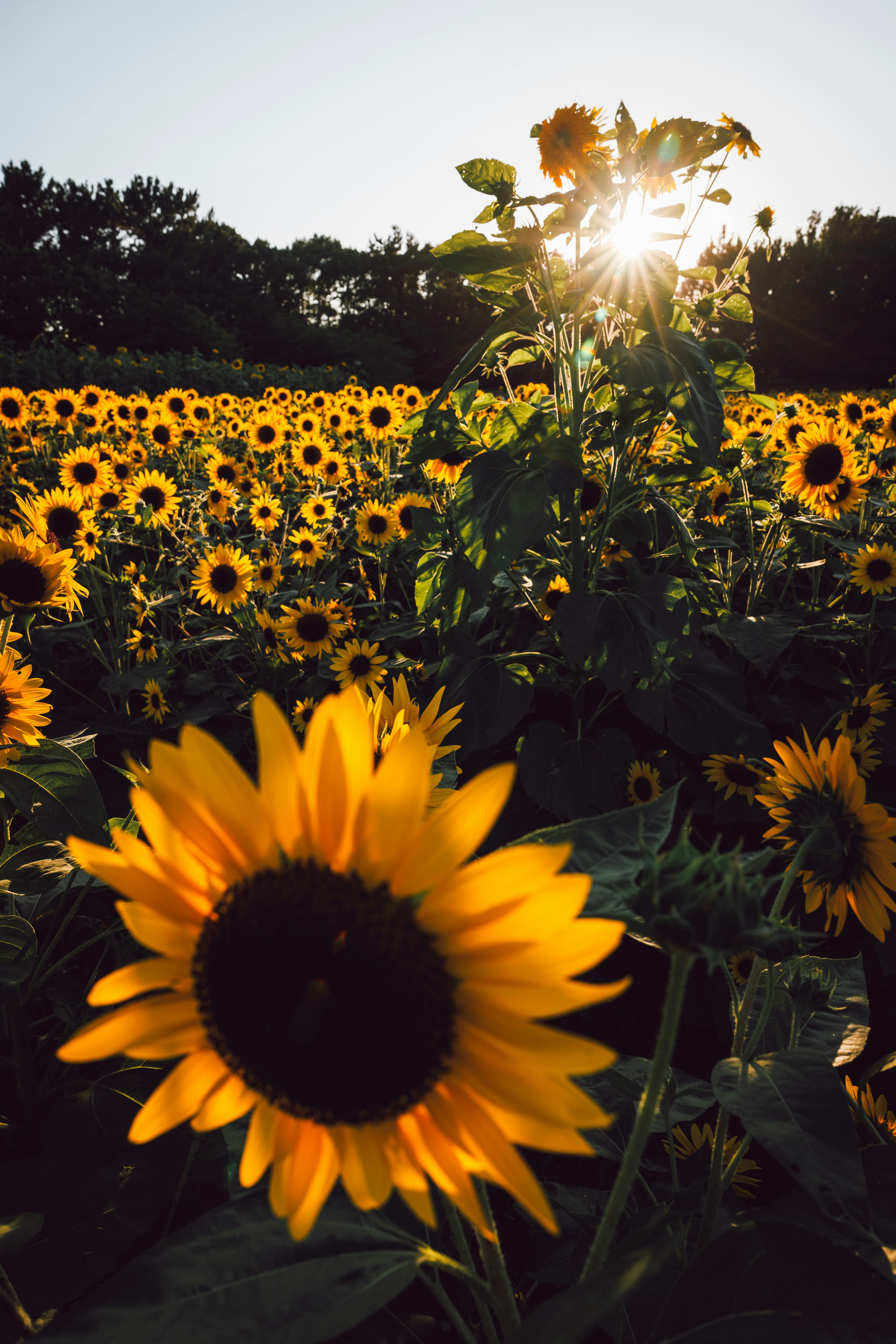 Champs de tournesols avec des tournesols en fleurs et la lumière du soleil