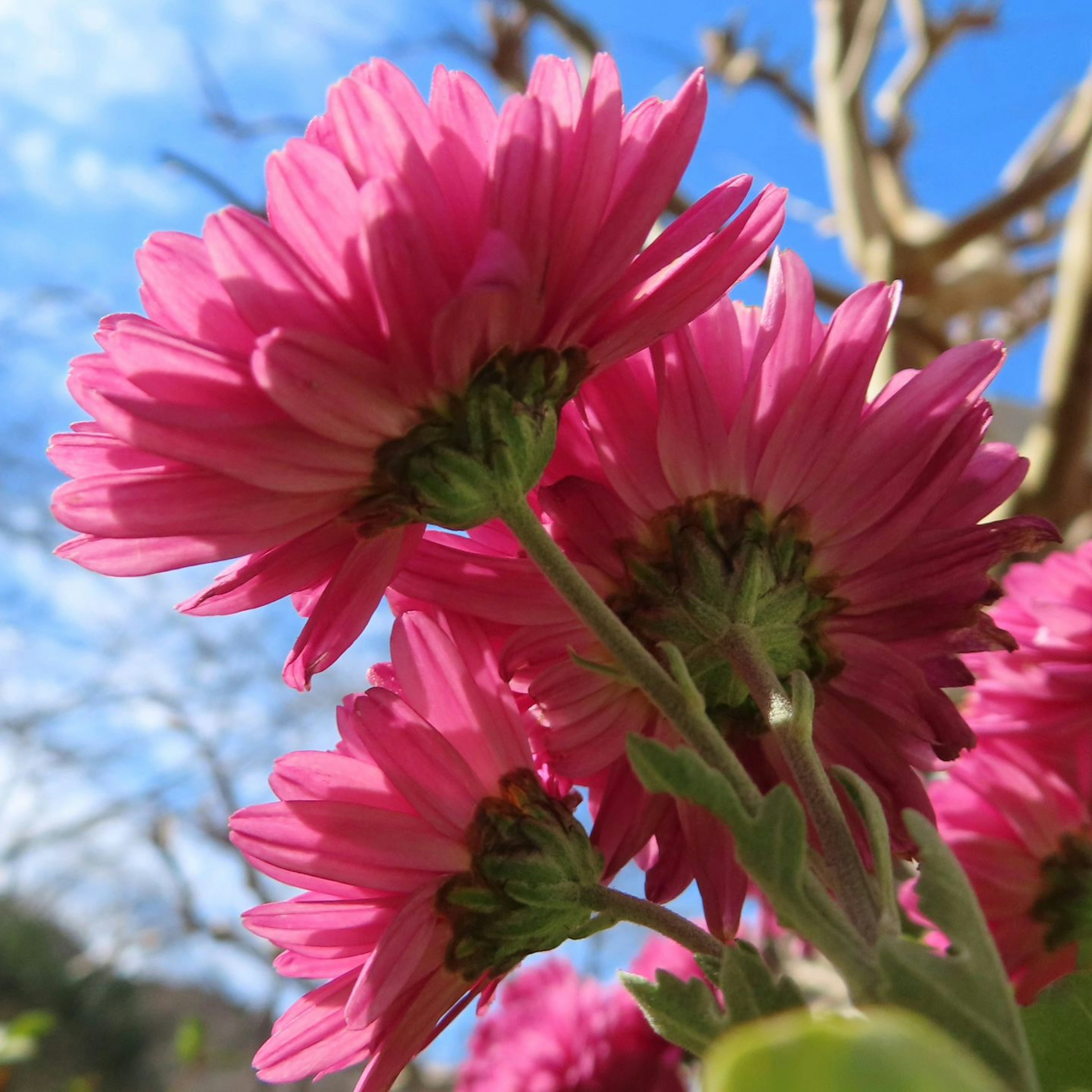 Vibrant pink flowers blooming in sunlight