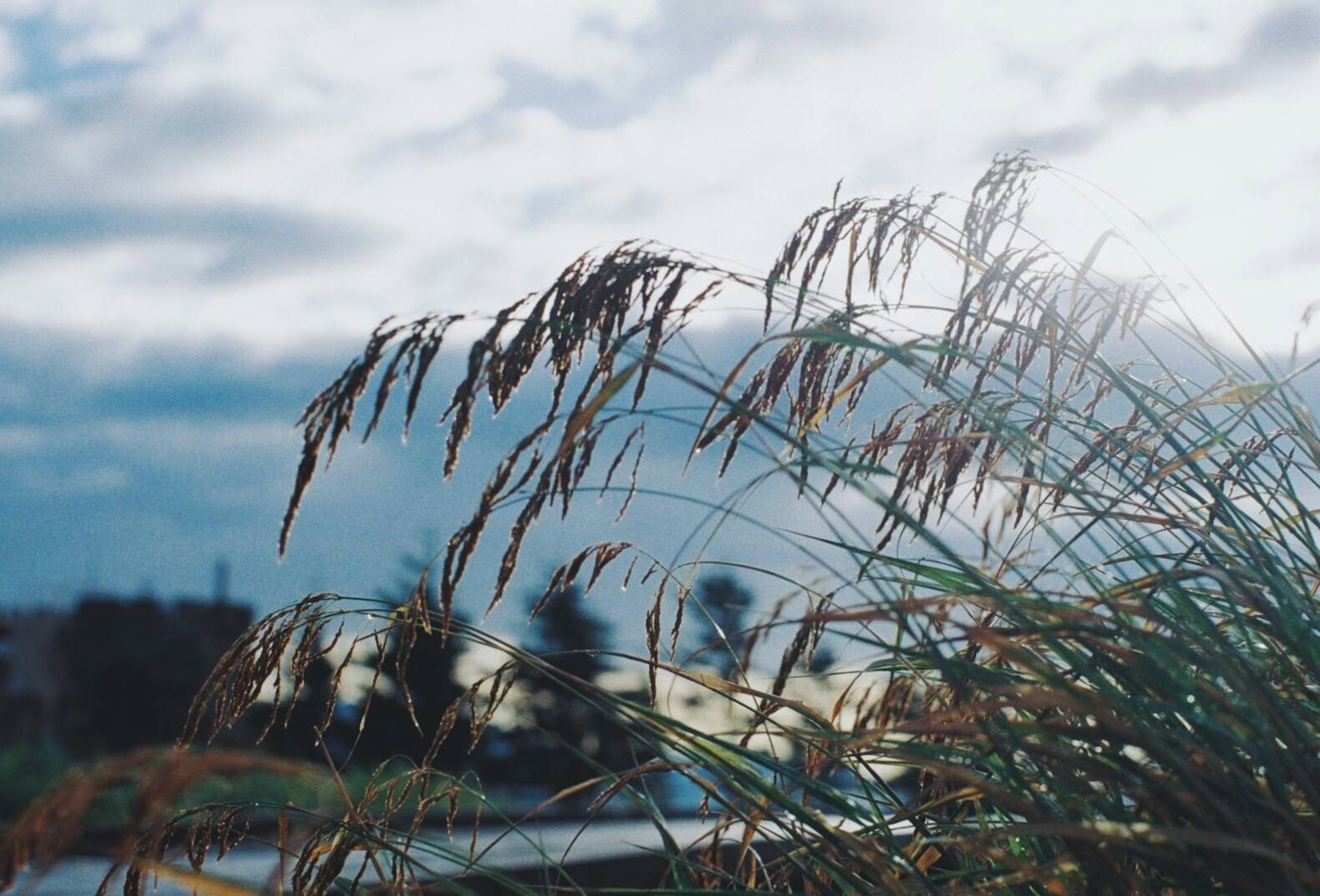 青空と雲が広がる背景に揺れる草の穂