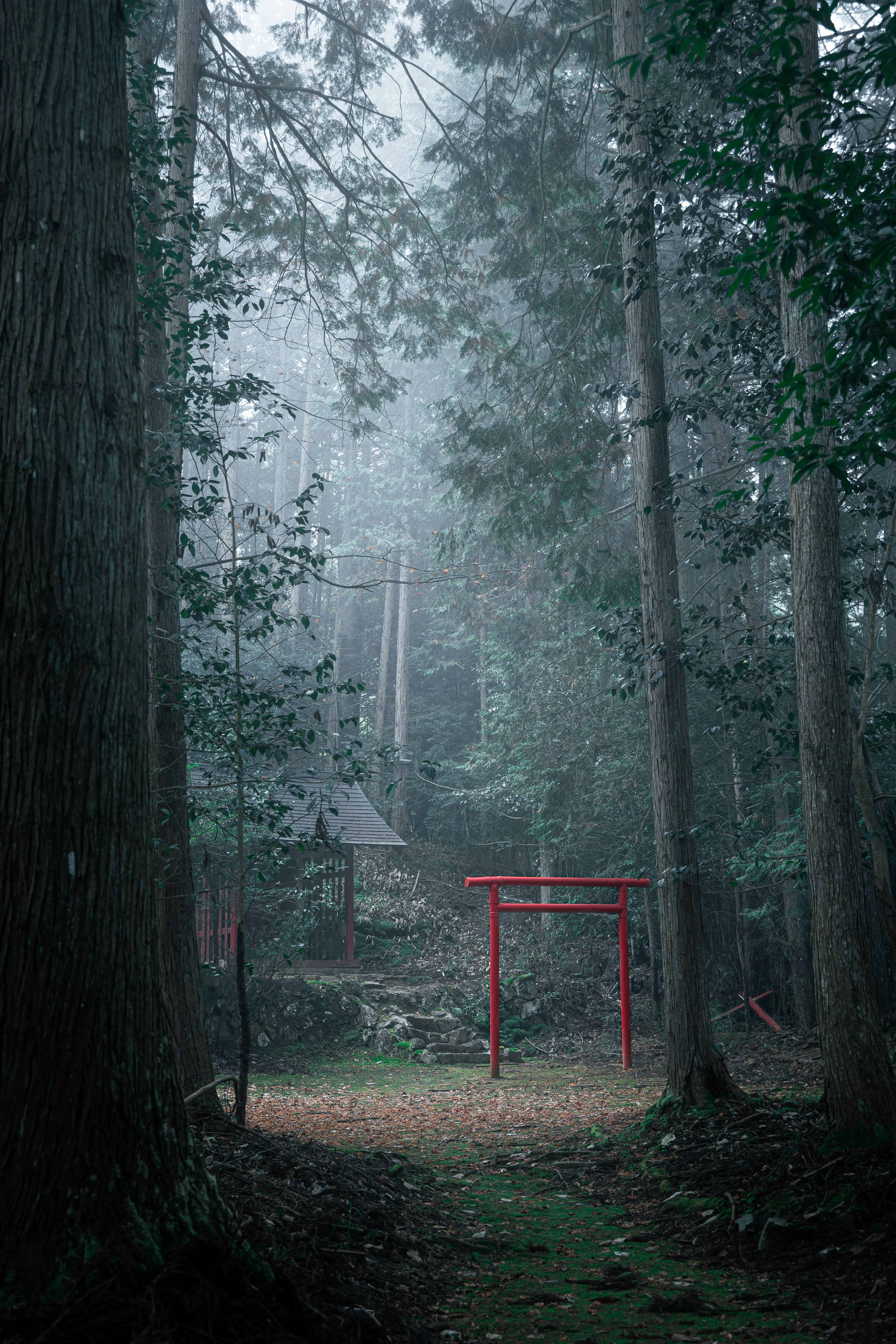 霧の中の森に赤い鳥居が立っている静かな風景