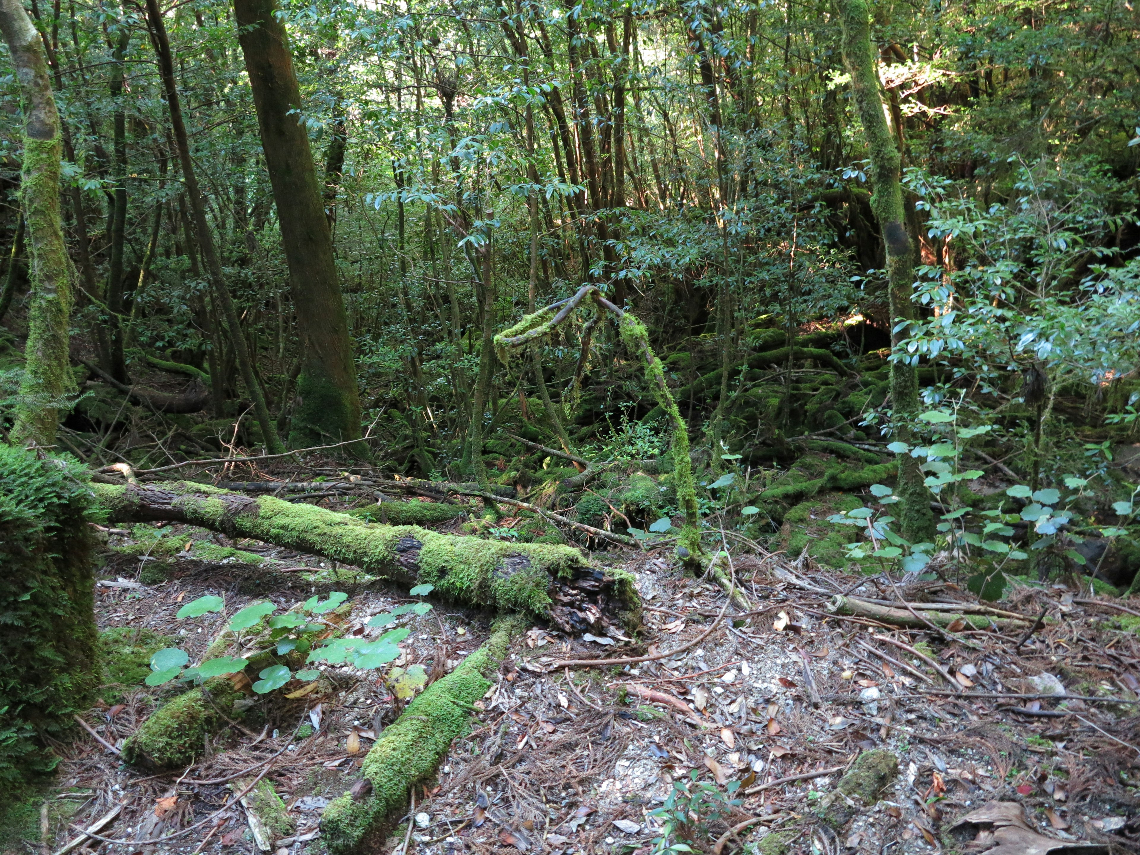 Moosbedeckte Baumstämme und üppige Vegetation in einem Wald