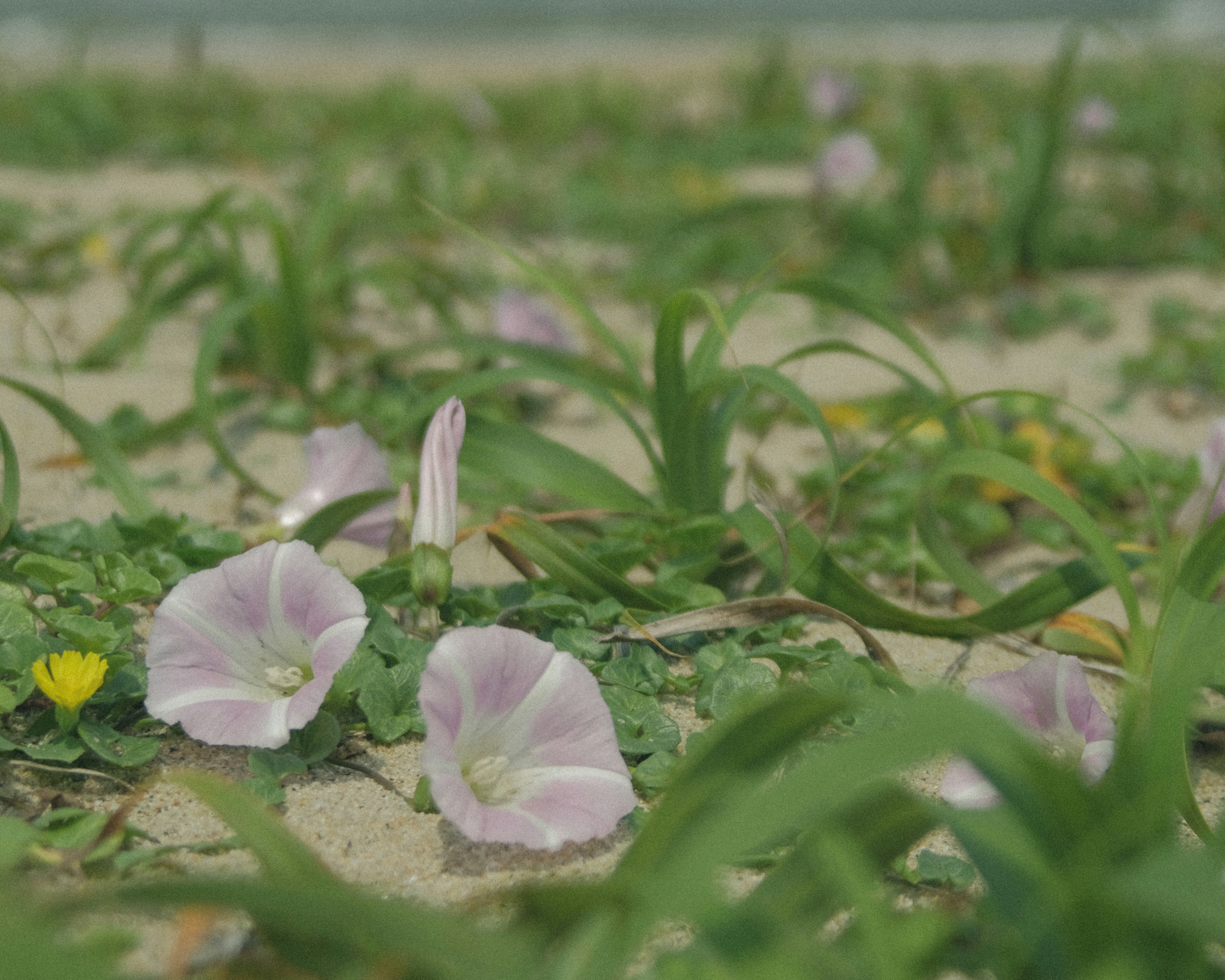 砂浜に咲く淡い紫色の花と緑の草