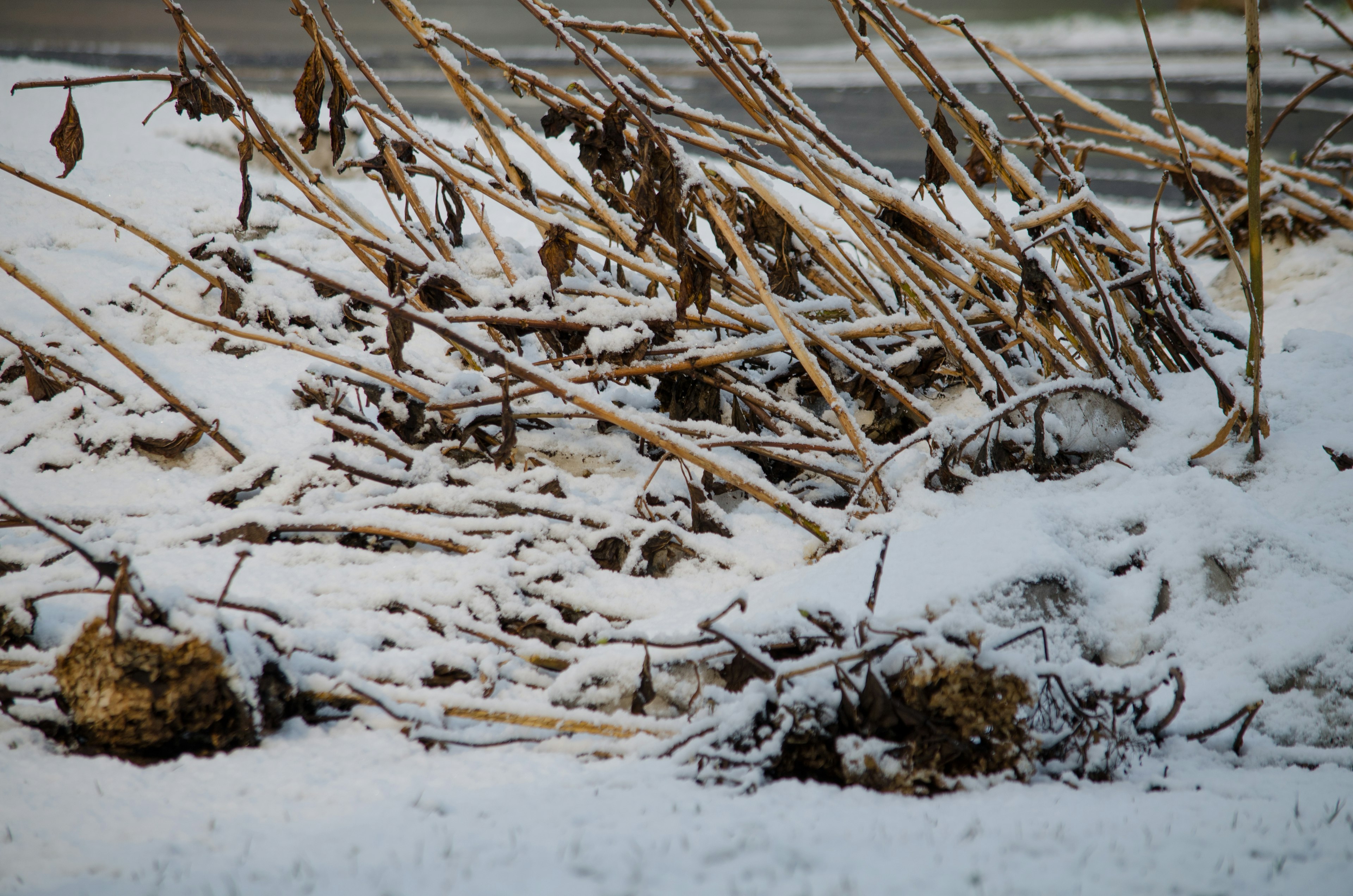 Getrocknete Pflanzen und Äste, die mit Schnee bedeckt sind