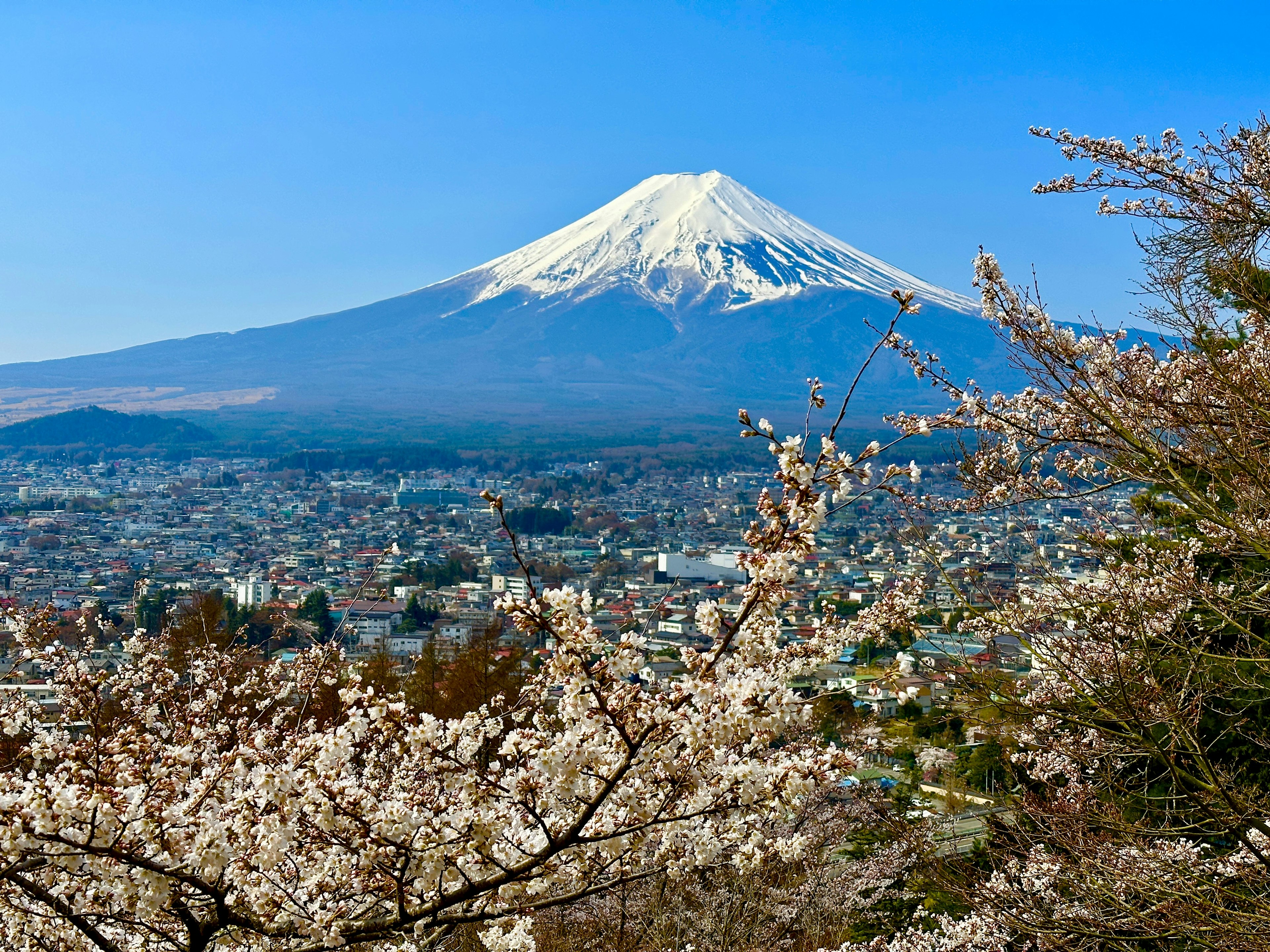 Vue magnifique du mont Fuji avec des cerisiers en fleurs au premier plan