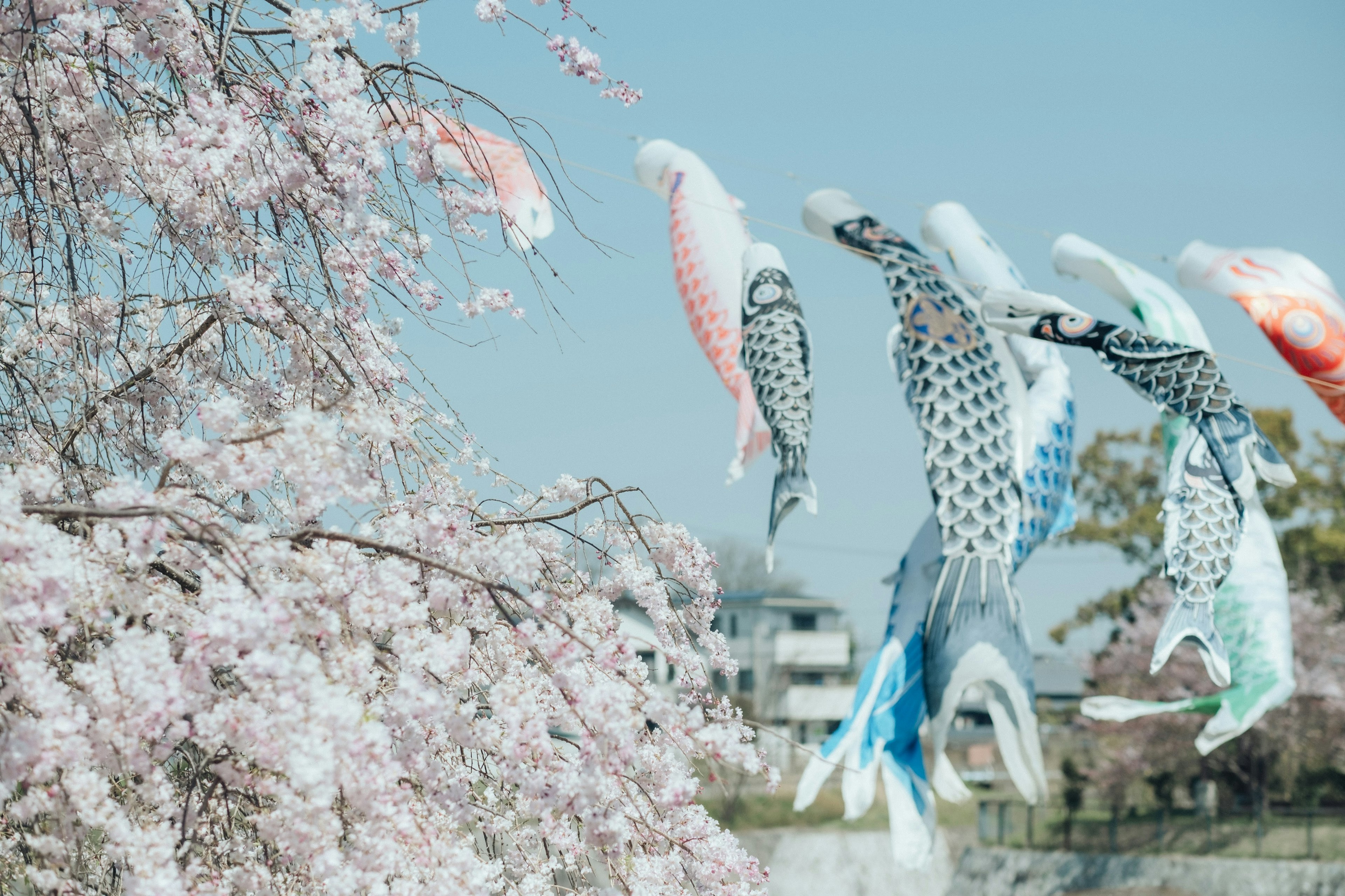 Koi nobori che volano vicino agli alberi di ciliegio