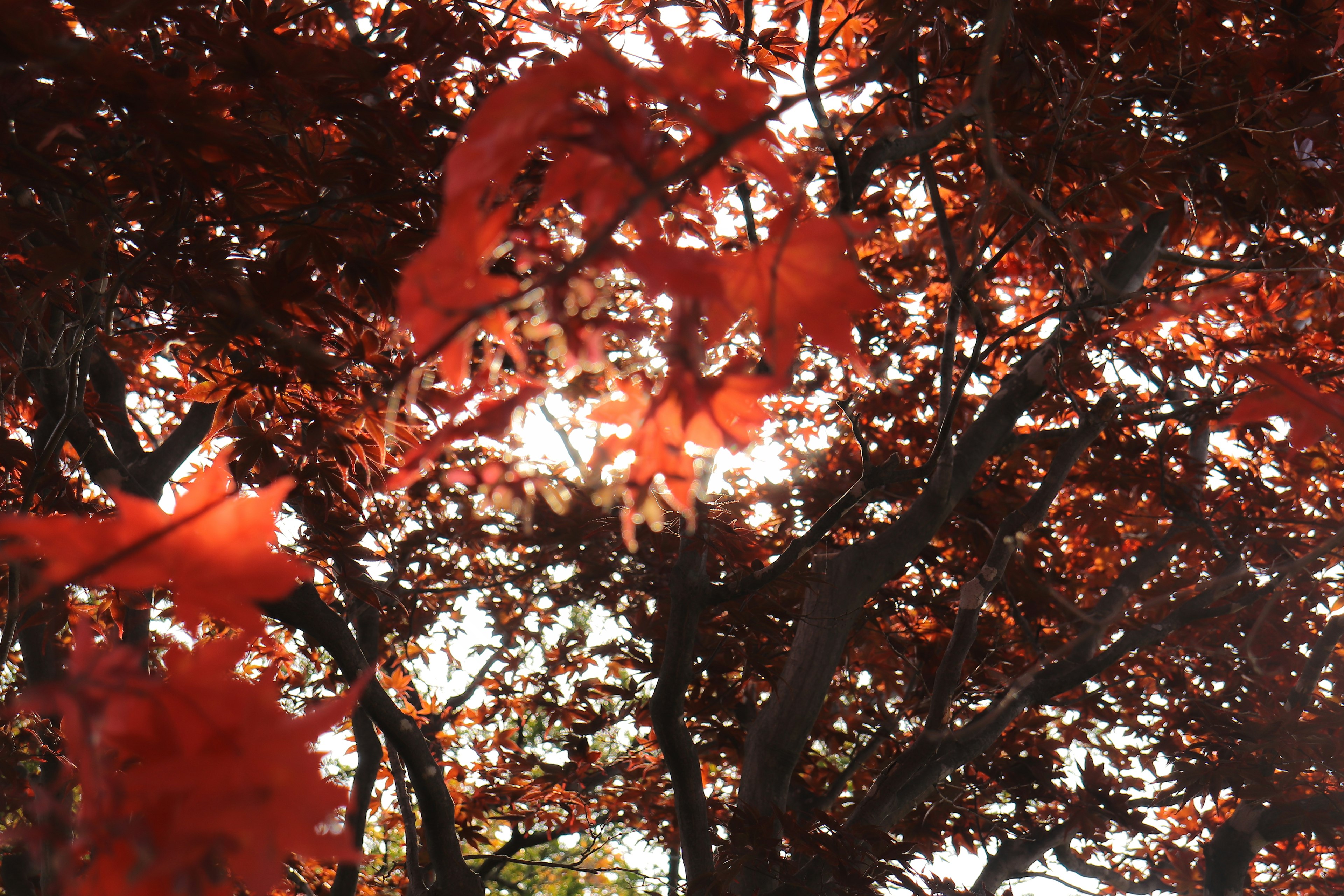 Silueta de luz a través del follaje rojo de un árbol