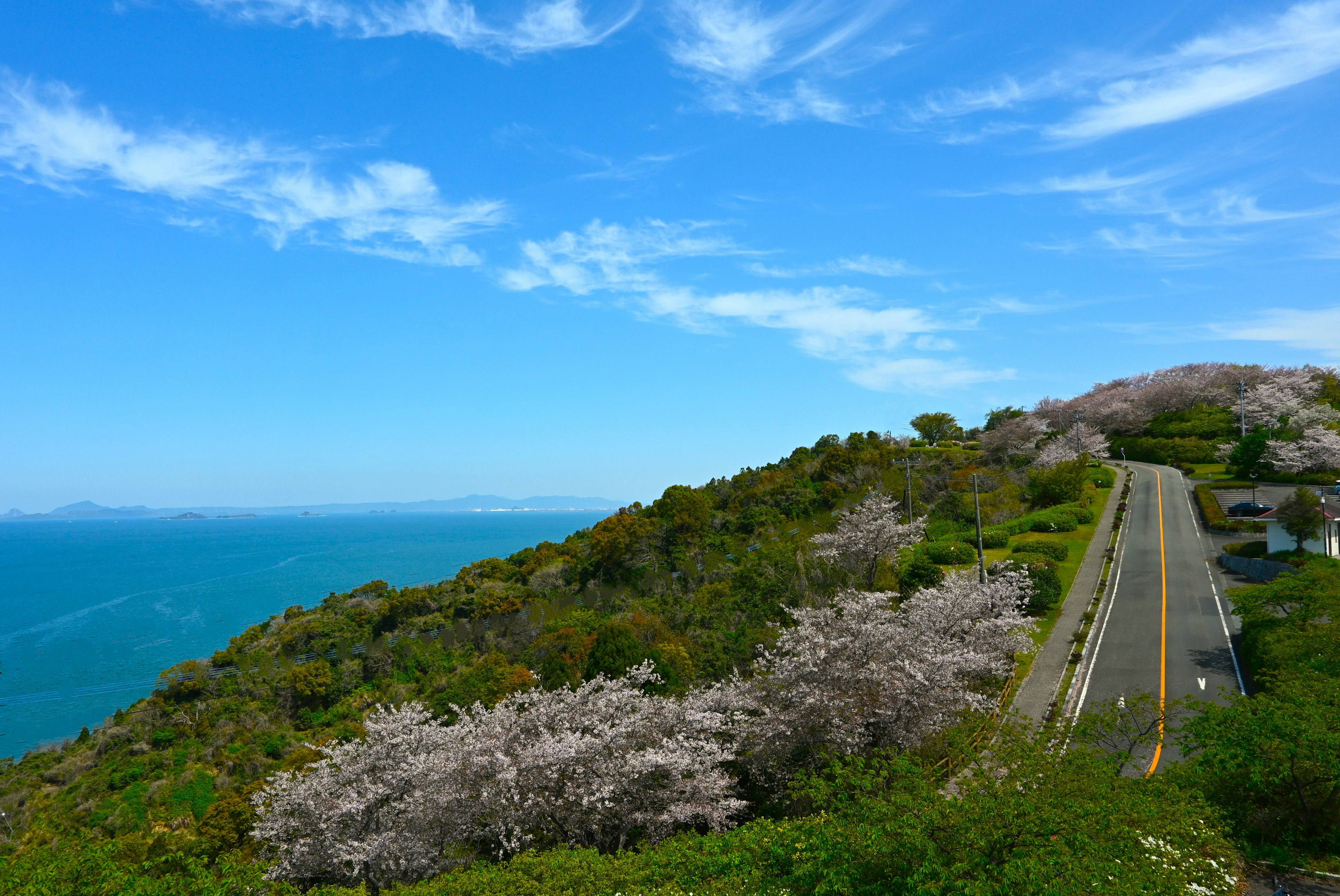 青い空と海に囲まれた桜の木が並ぶ丘の風景