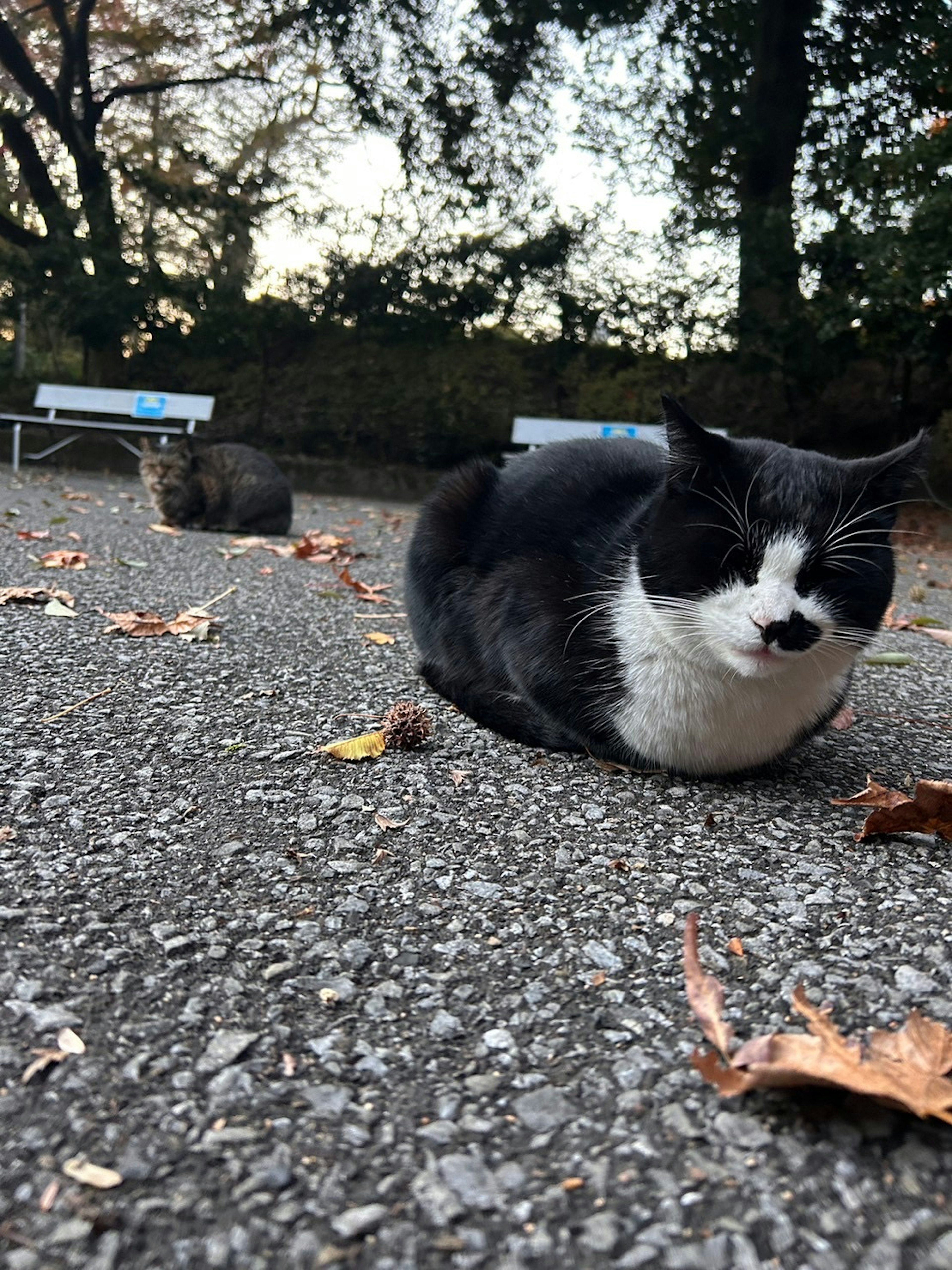 公園の舗装された道に座っている黒白の猫と背景の葉