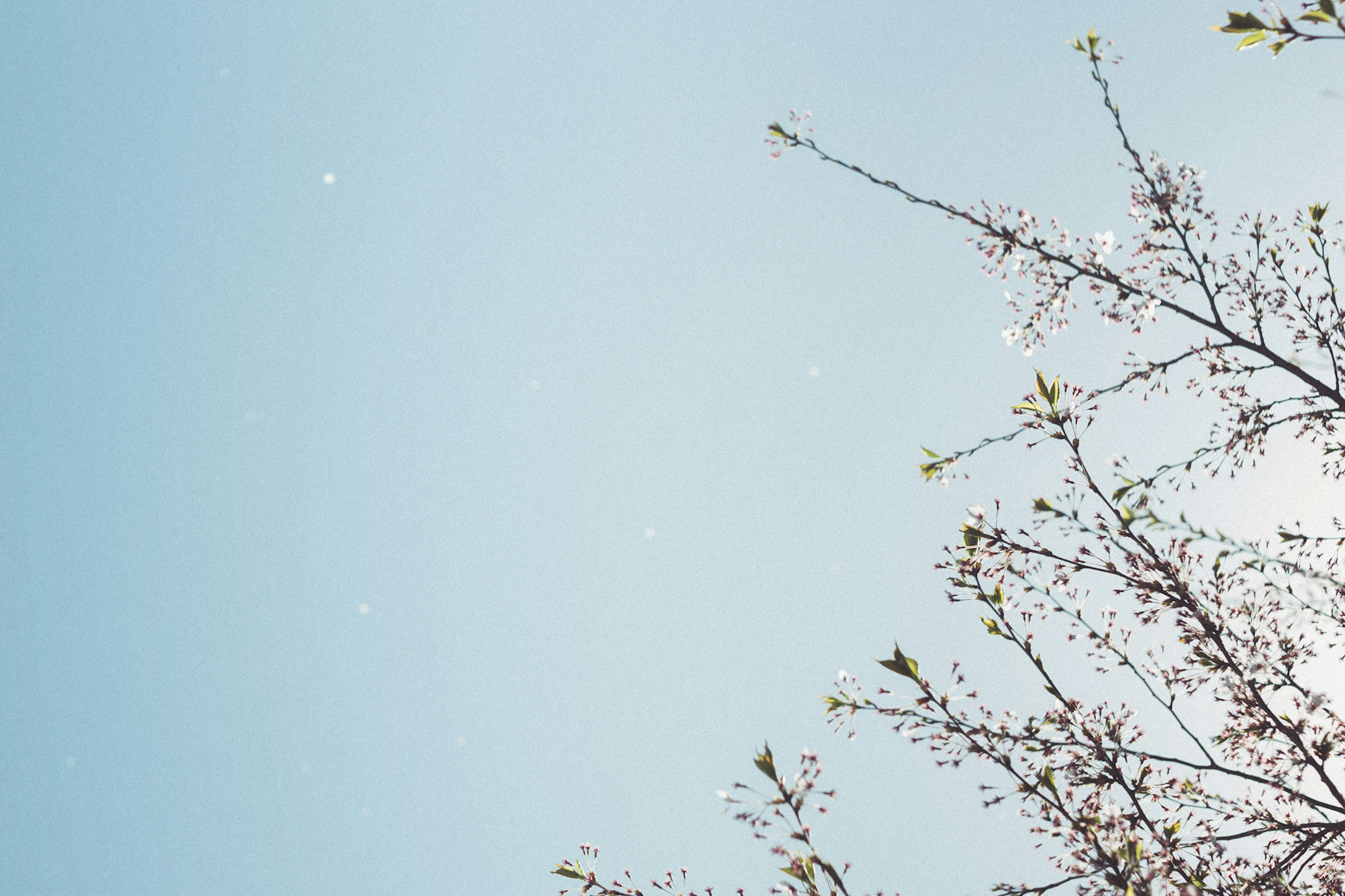 Branches with new leaves under a clear blue sky