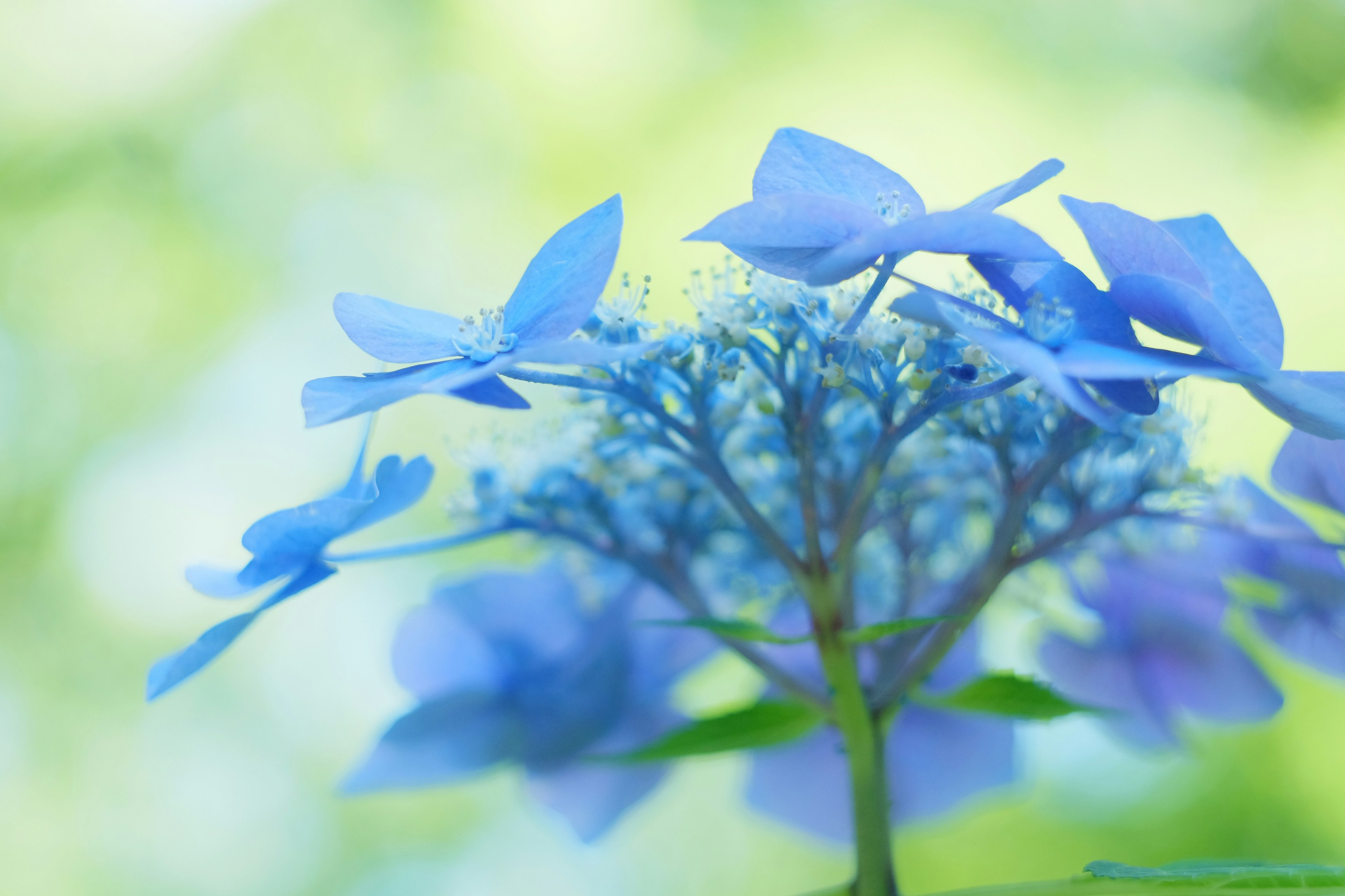 Acercamiento de flores de hortensia azules con fondo borroso