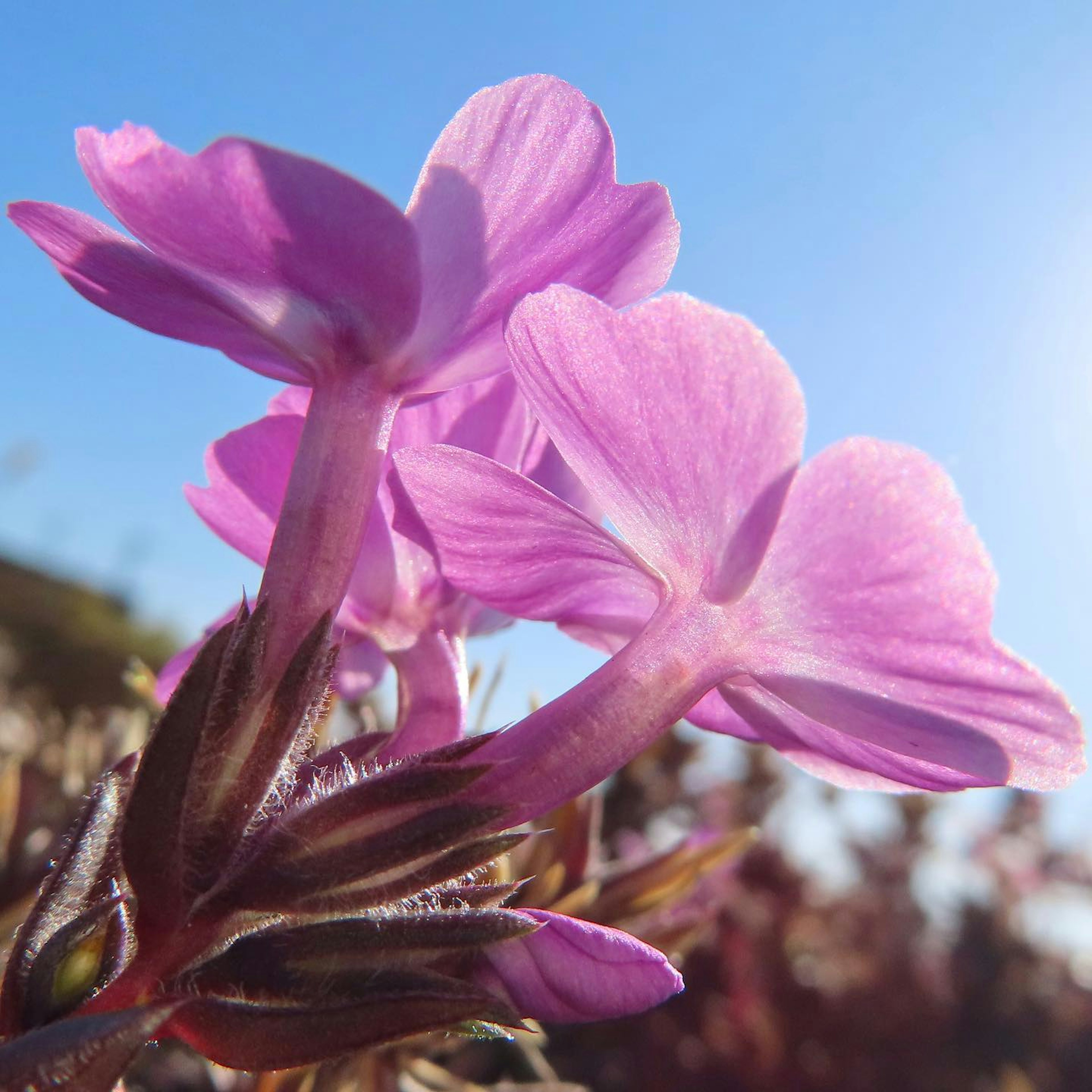 Nahaufnahme von rosa Blumen vor blauem Himmel