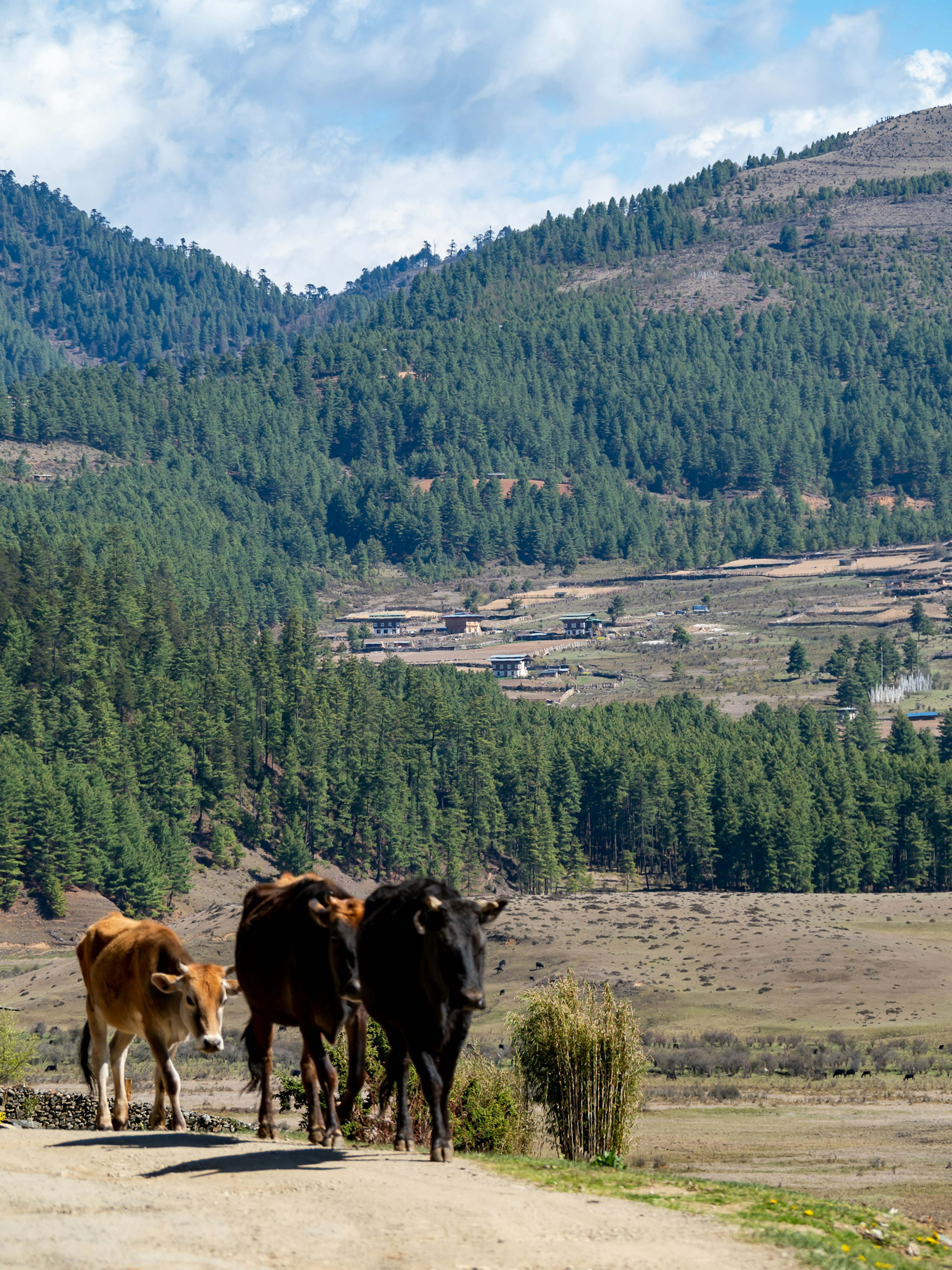 Vaches marchant sur une route avec des montagnes et des forêts en arrière-plan