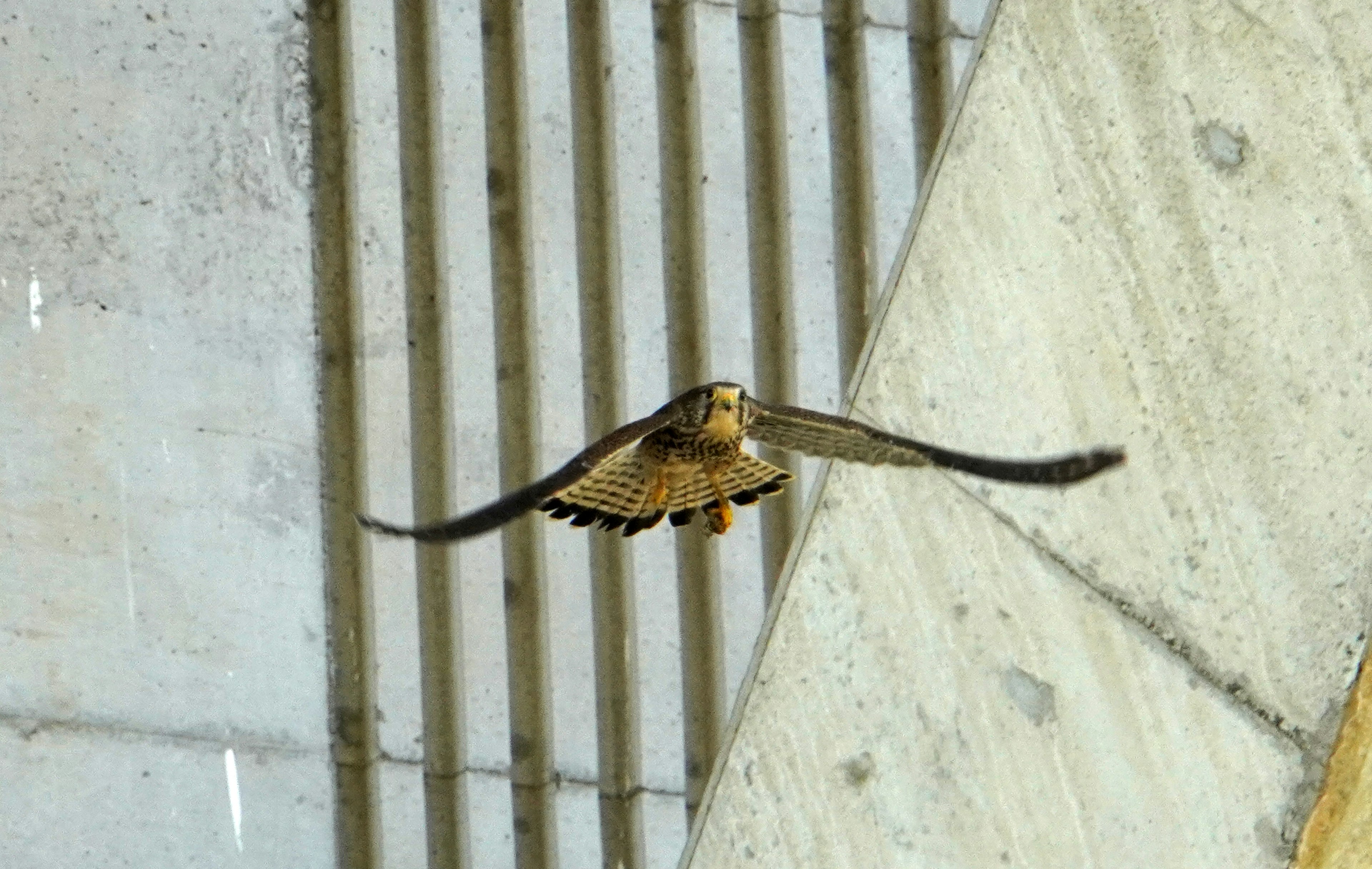 Falco che vola vicino a una struttura in cemento