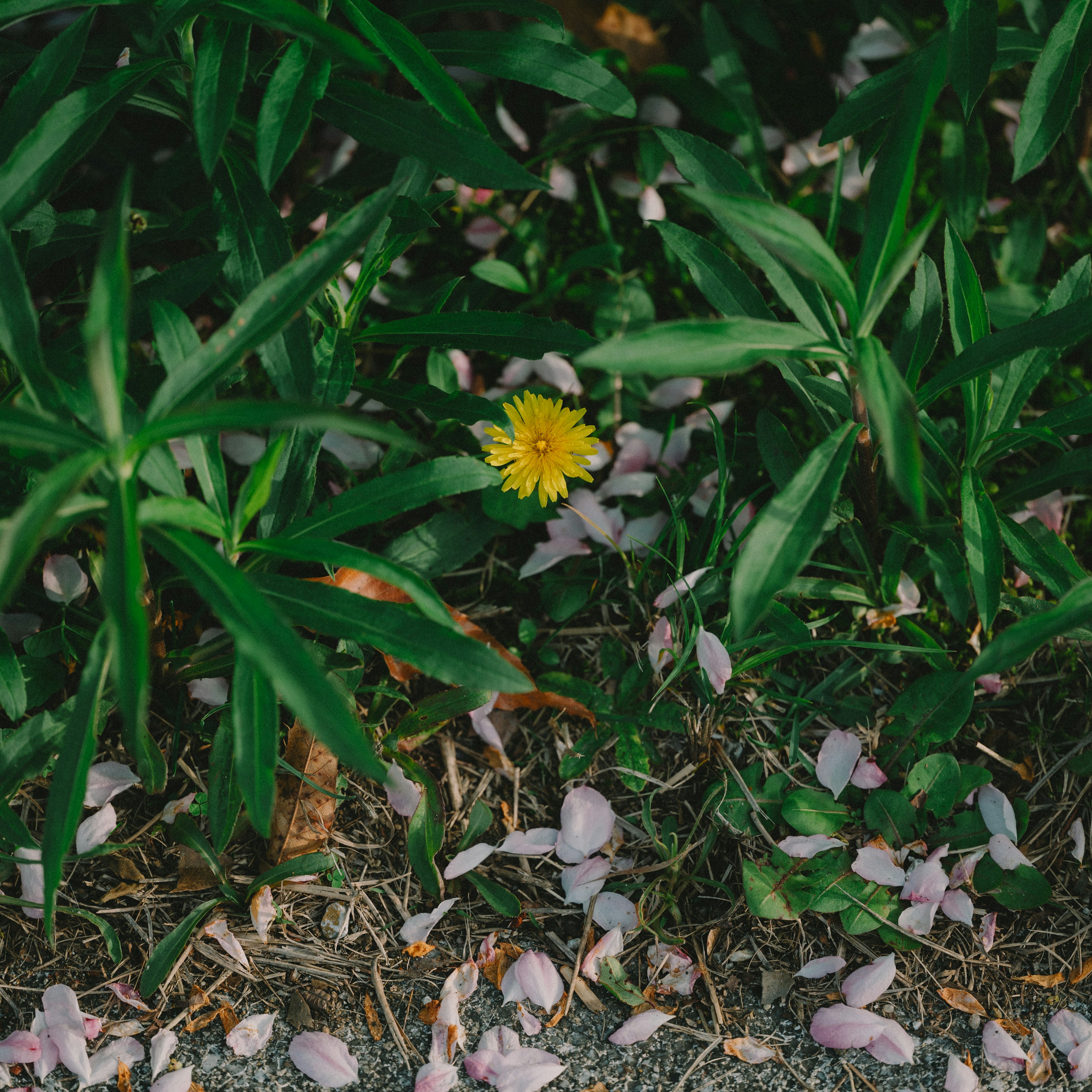 Un diente de león amarillo brillante floreciendo entre hojas verdes y pétalos de cerezo rosa esparcidos