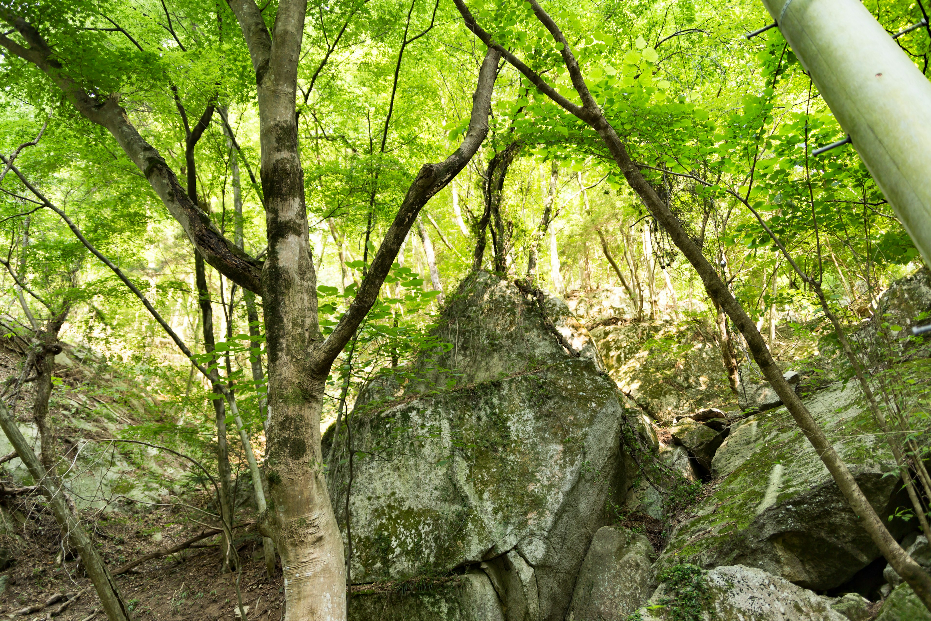 緑の葉に覆われた木々と大きな岩がある自然の風景