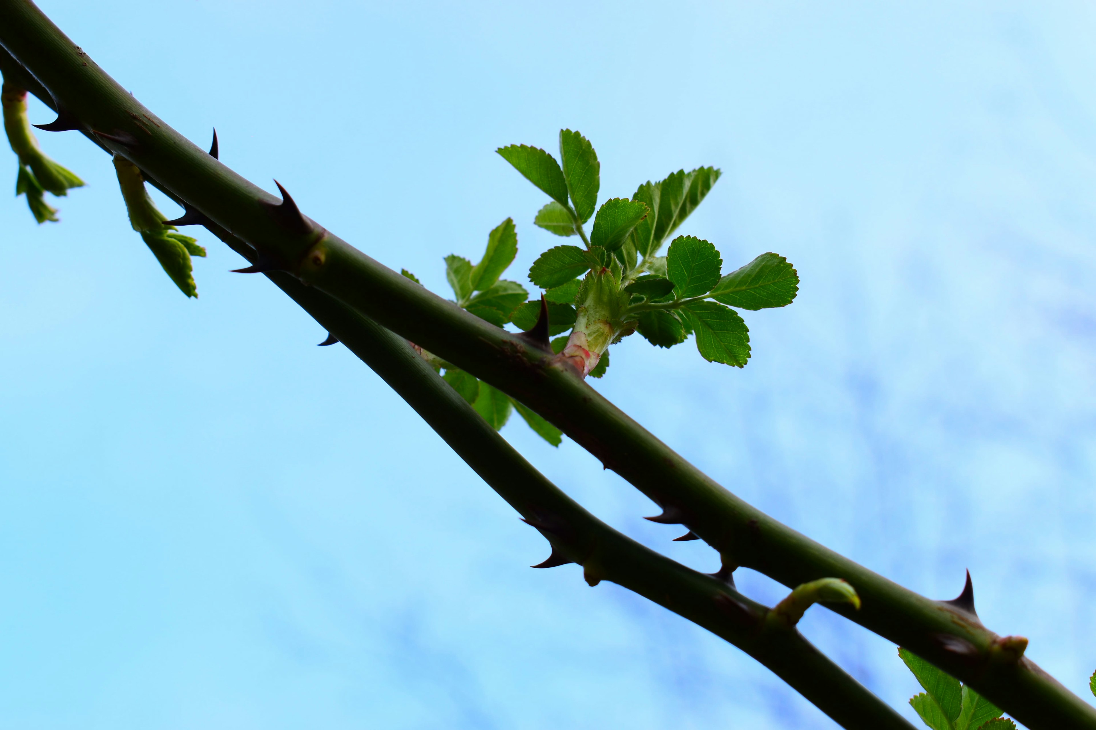 Dorniger Ast mit neuen Blättern unter blauem Himmel