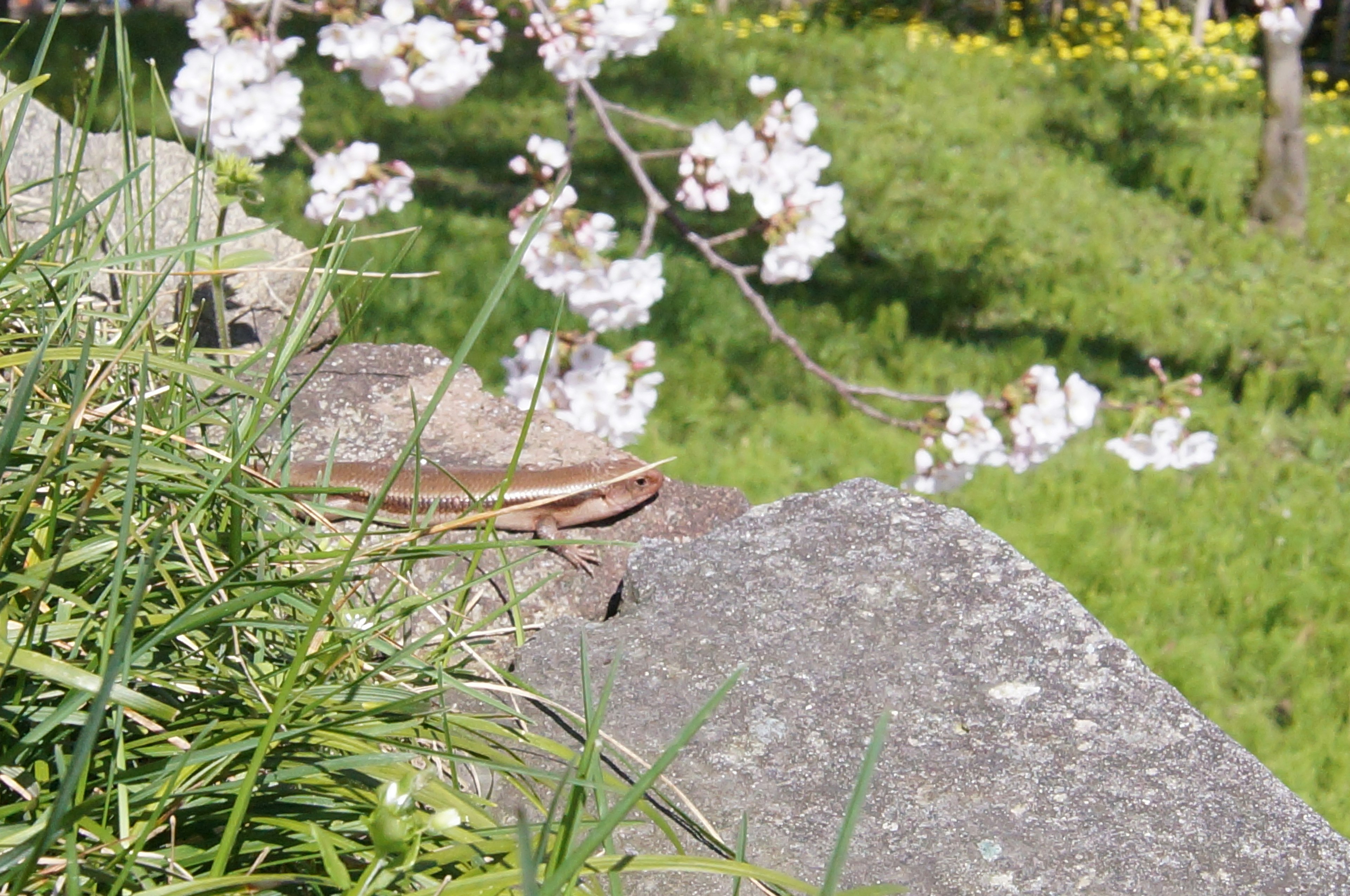 Lucertola che riposa su una pietra con fiori di ciliegio sullo sfondo