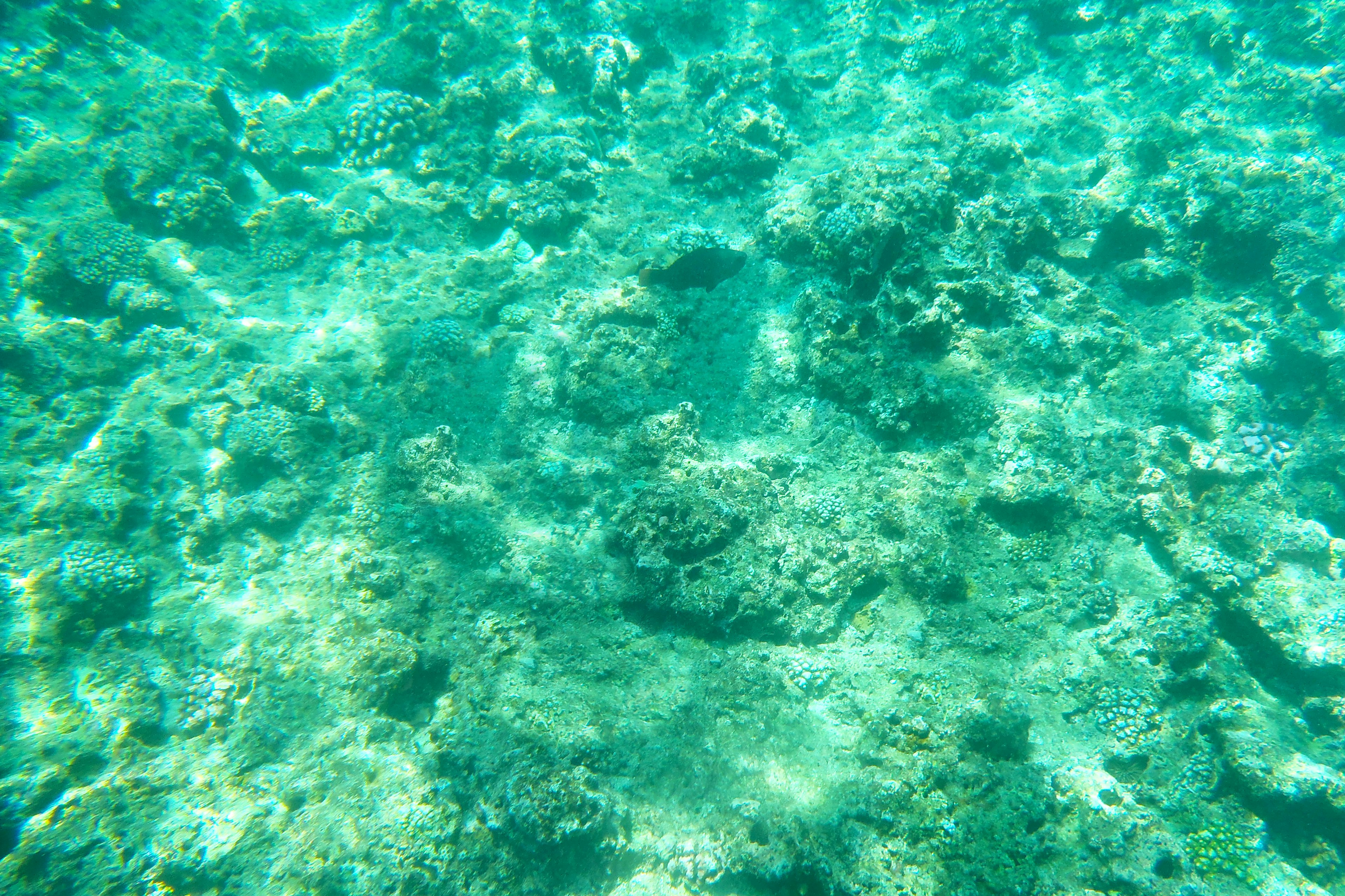 Underwater view of a coral reef with clear turquoise water