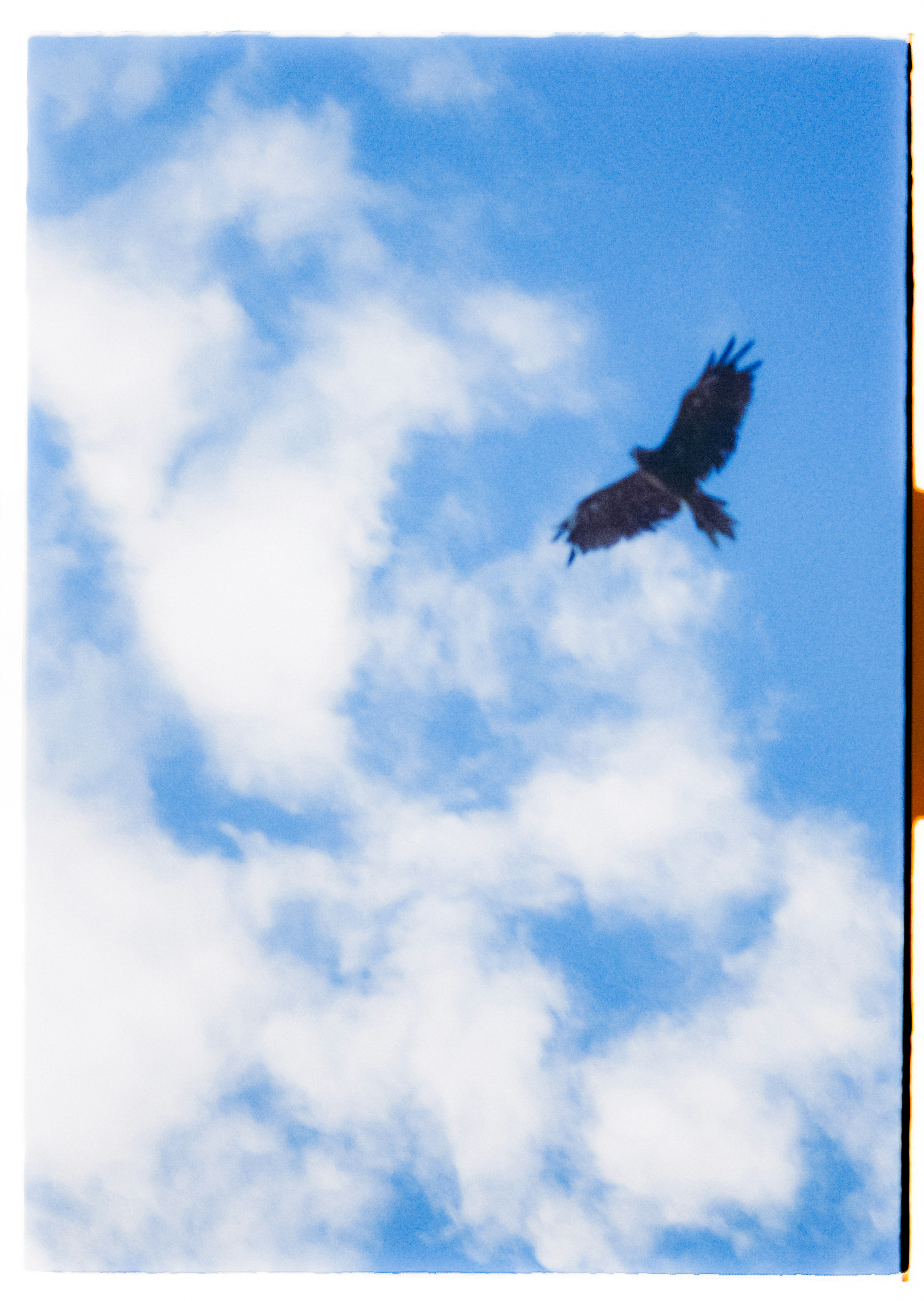 Silueta de un águila volando contra un cielo azul