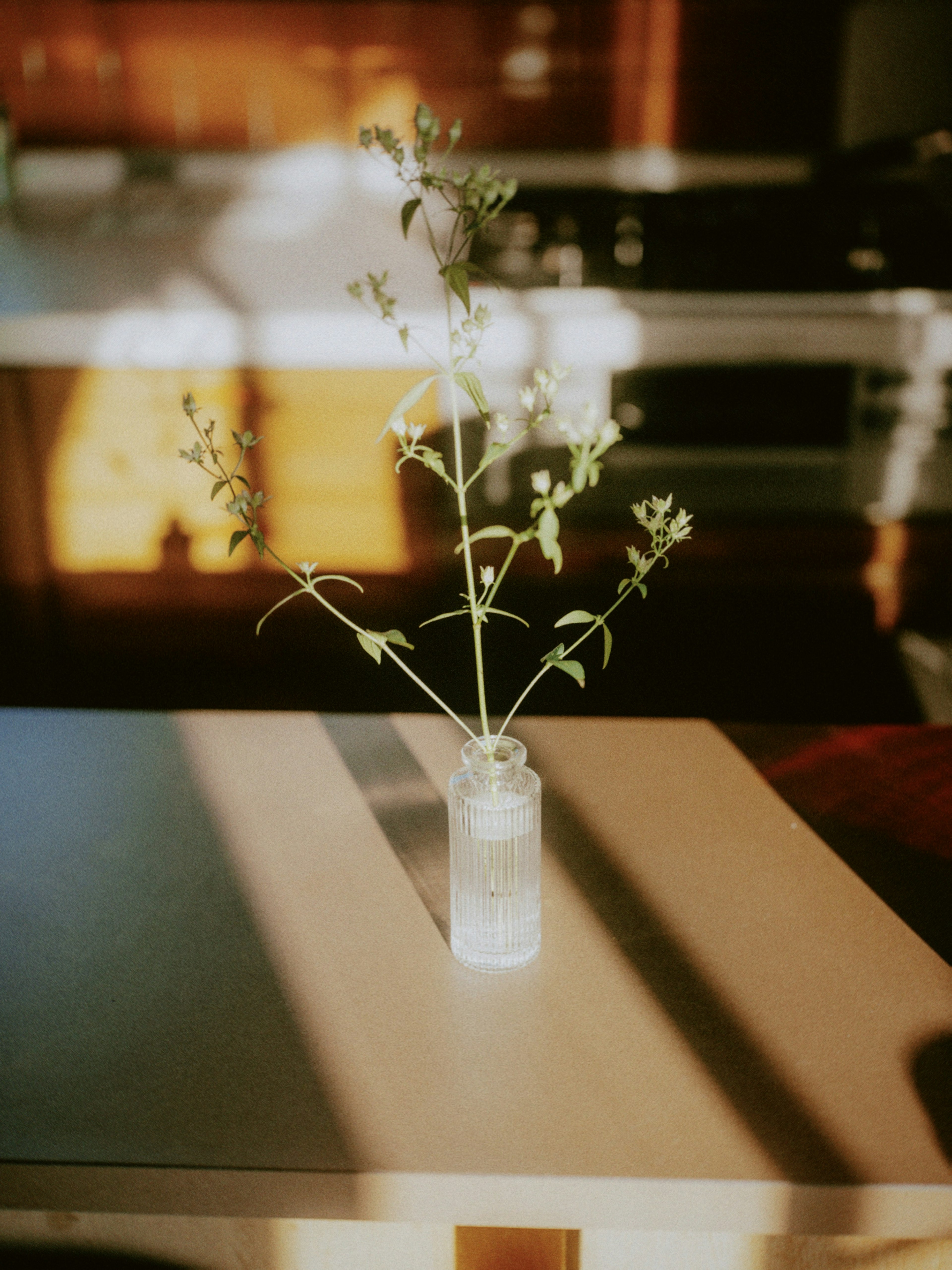 A green plant branch in a clear vase on a table