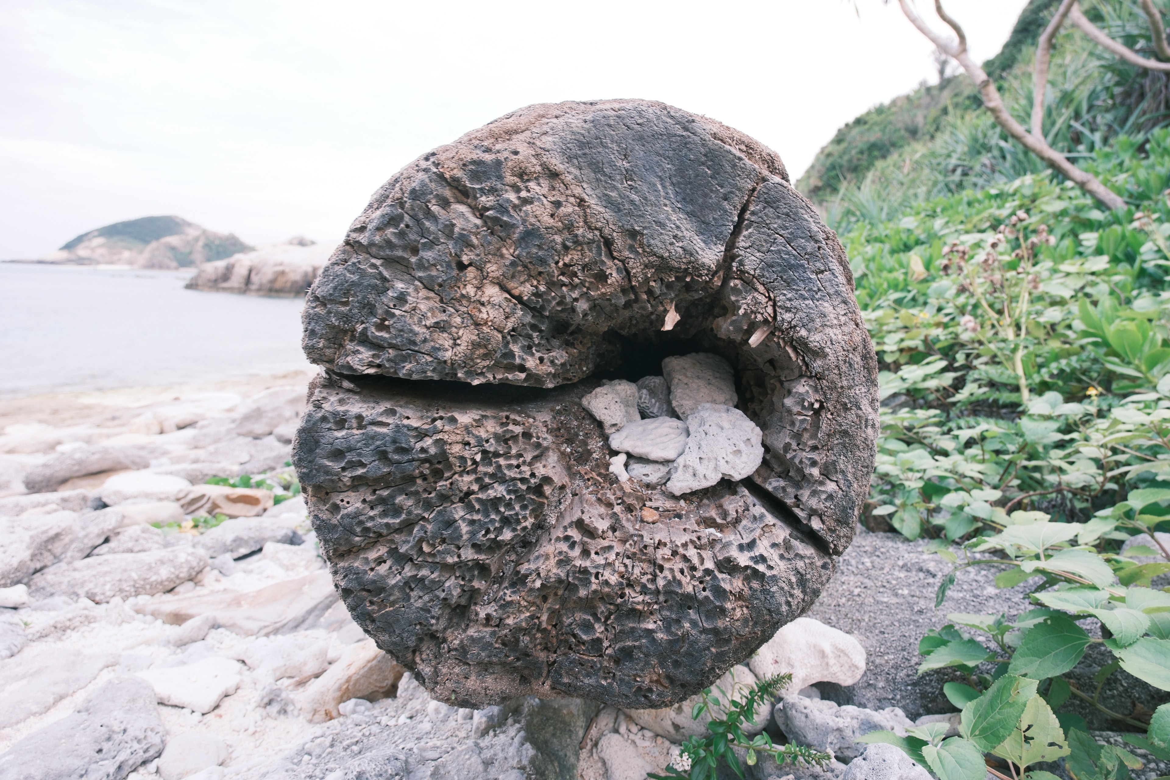 Une grande souche d'arbre avec un trou sur la plage