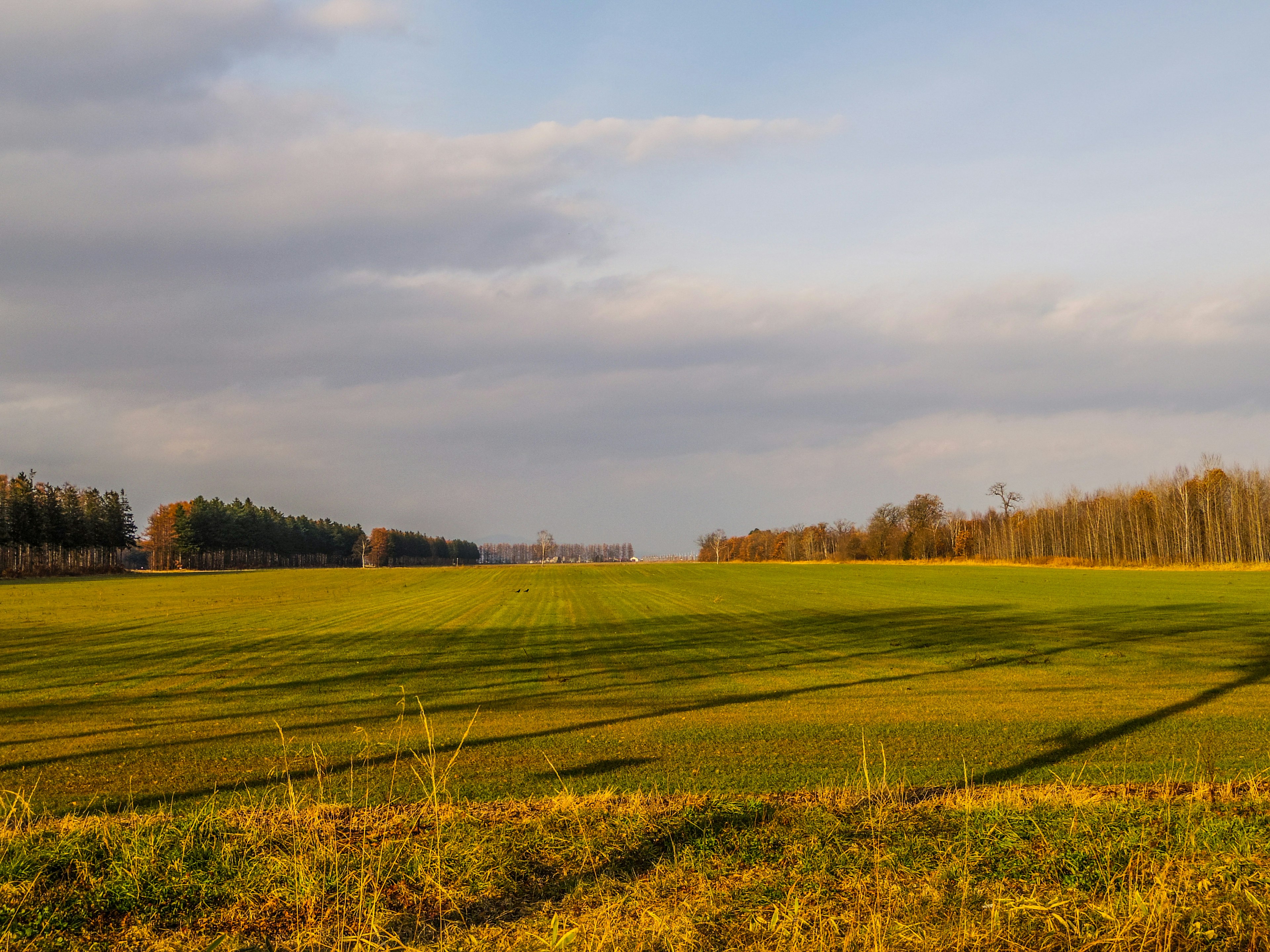 Ampie terre agricole verdi sotto un cielo azzurro