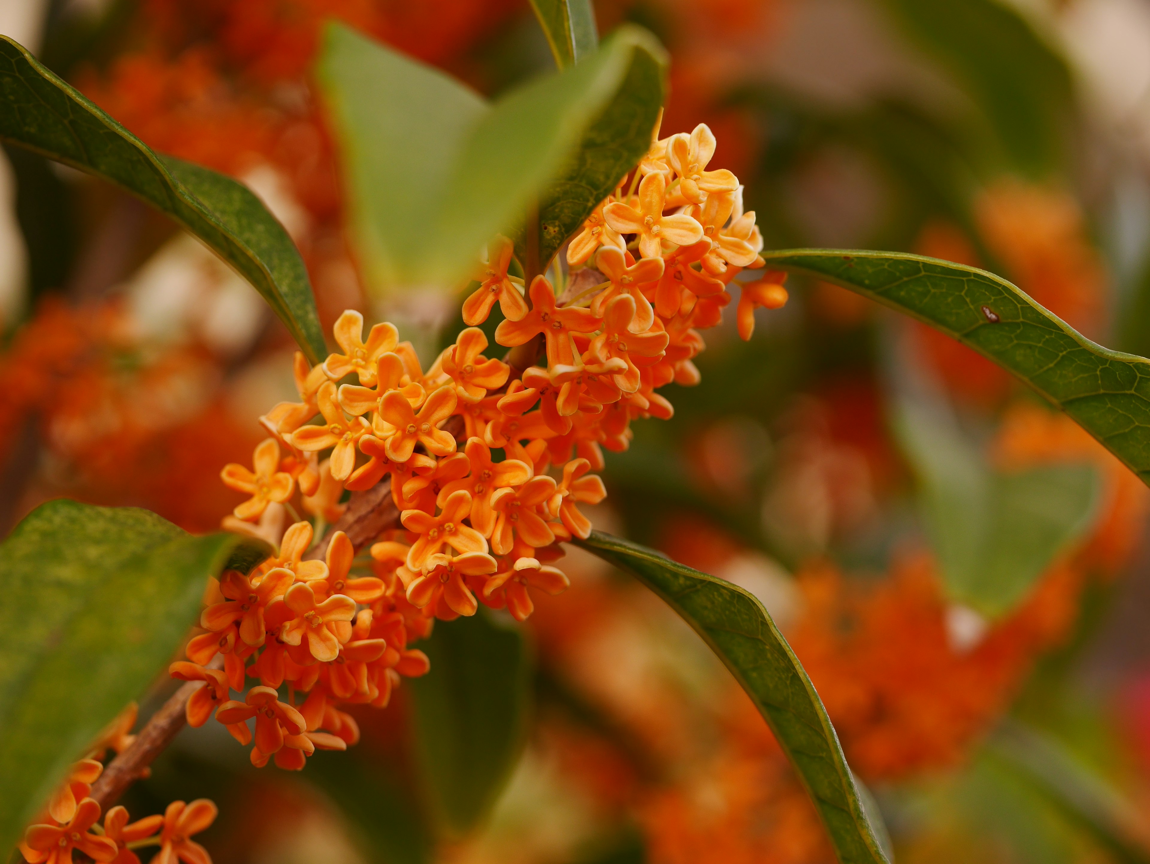 Nahaufnahme einer Pflanze mit kleinen orangefarbenen Blüten