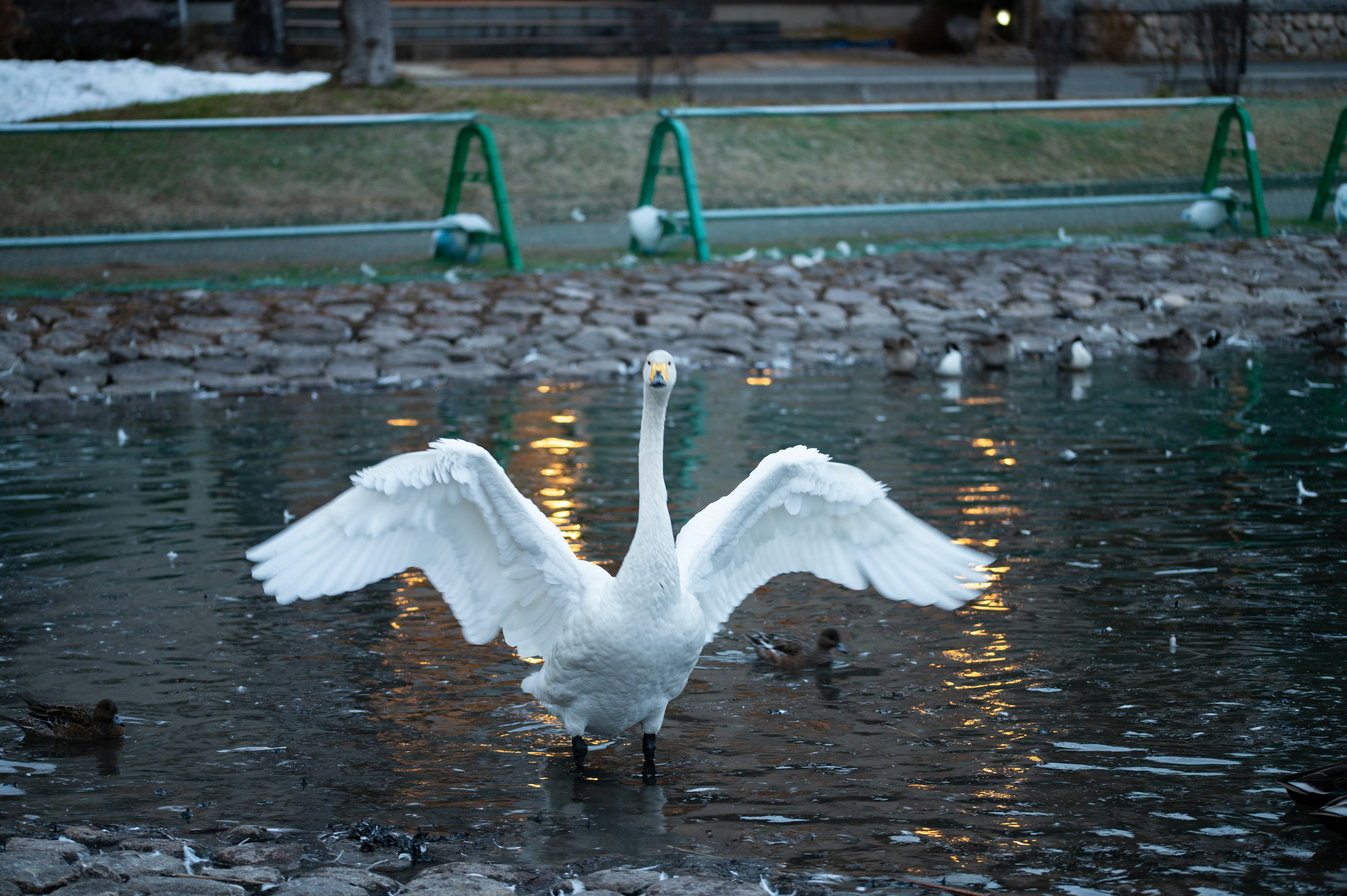 Un cigno che apre le ali al centro di uno stagno con altri uccelli che galleggiano nelle vicinanze