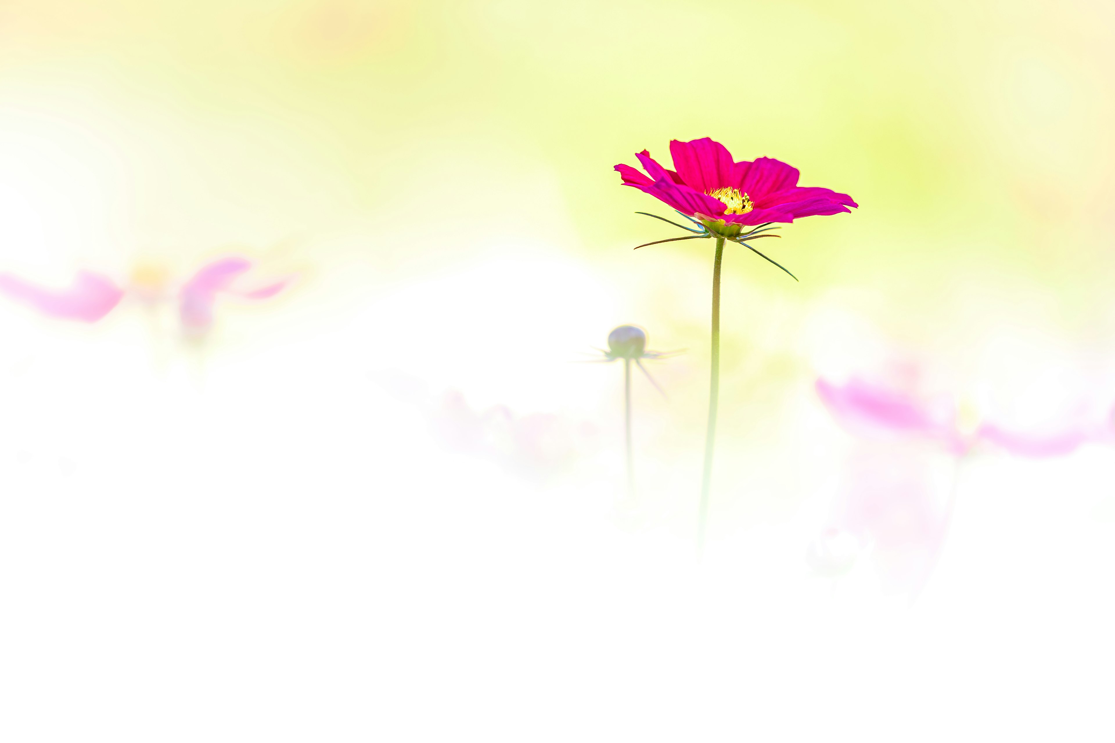 Close-up of a pink flower against a soft background