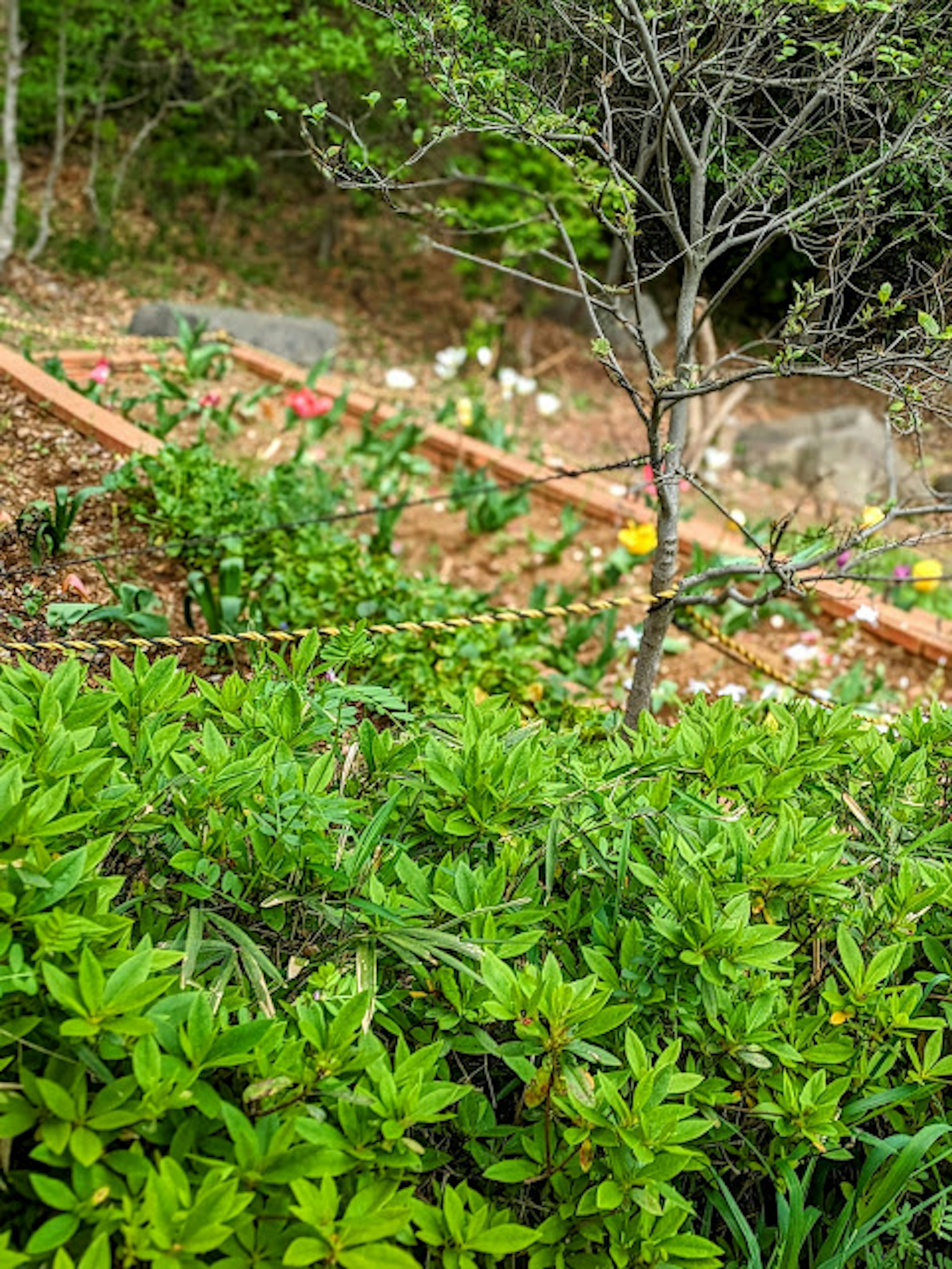 緑豊かな植物と小さな木が見える庭の風景