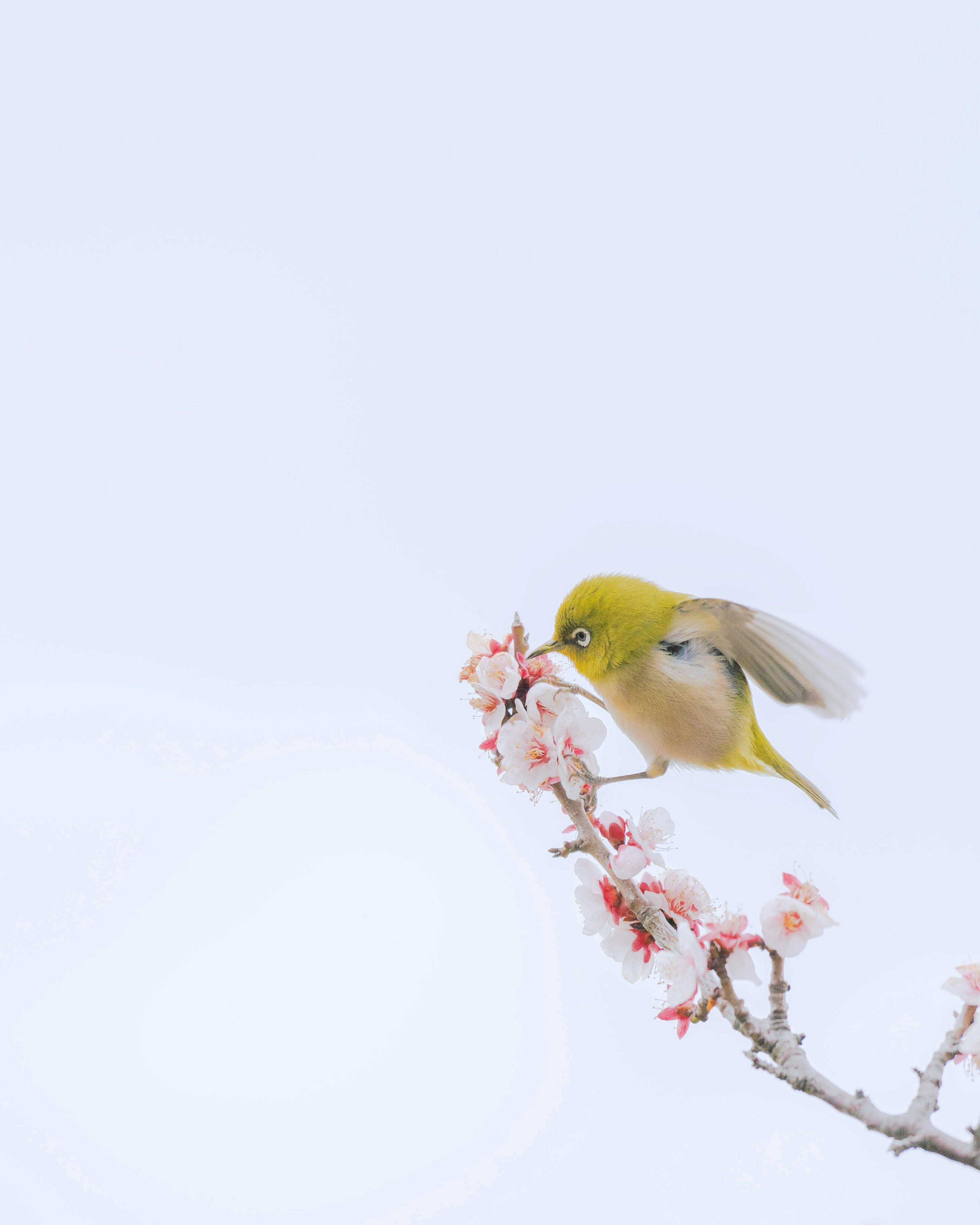 Piccolo uccello giallo appollaiato su un ramo fiorito