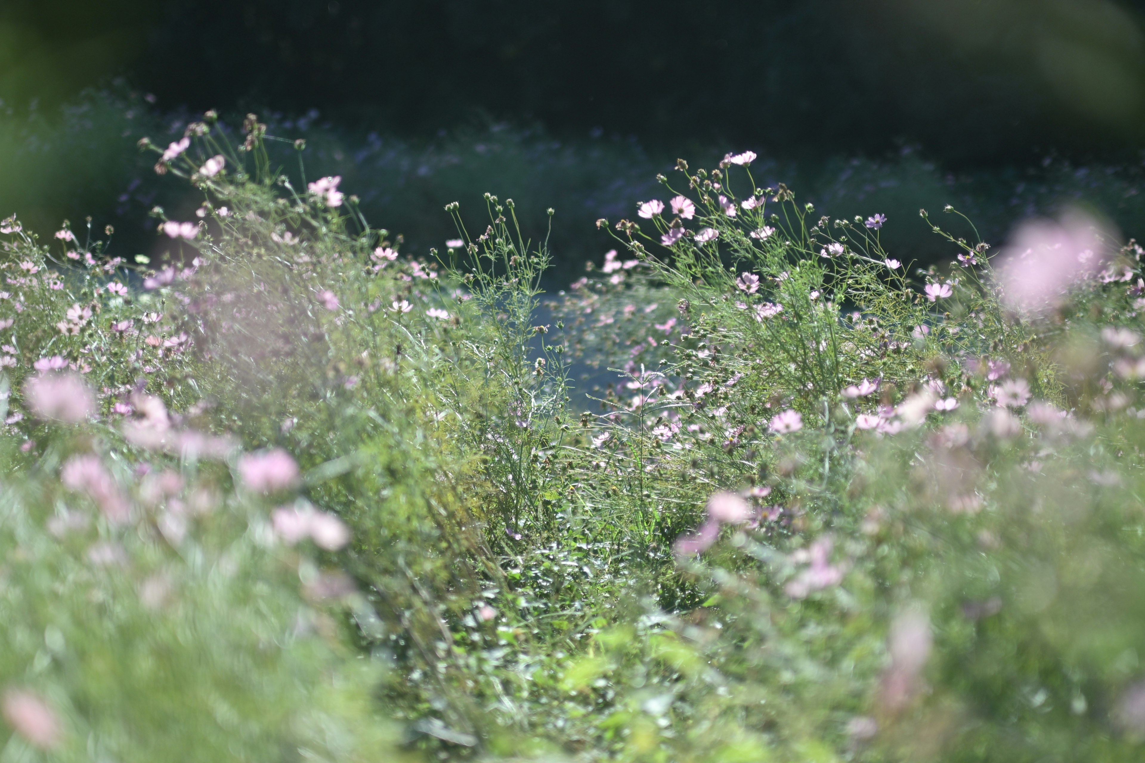 Pemandangan indah bunga pink yang mekar di padang hijau