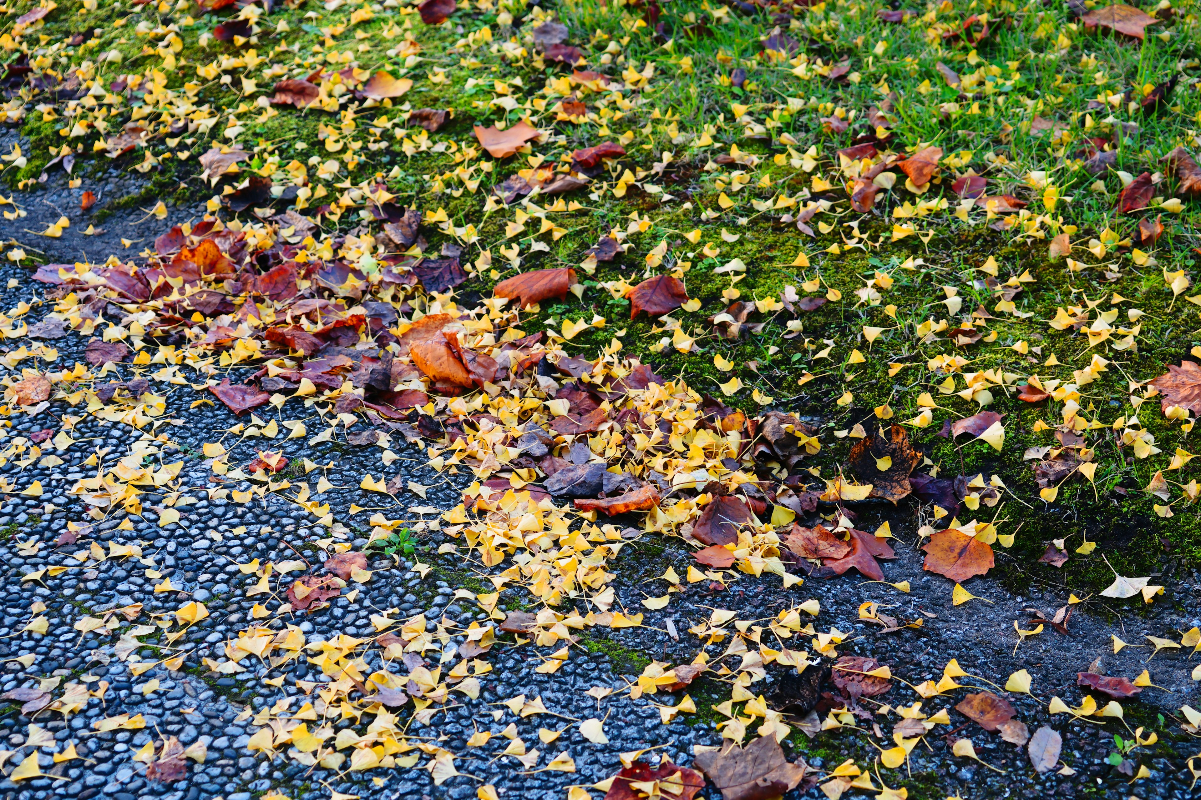 Bunte Blätter, die am Boden in einer herbstlichen Szene verstreut sind