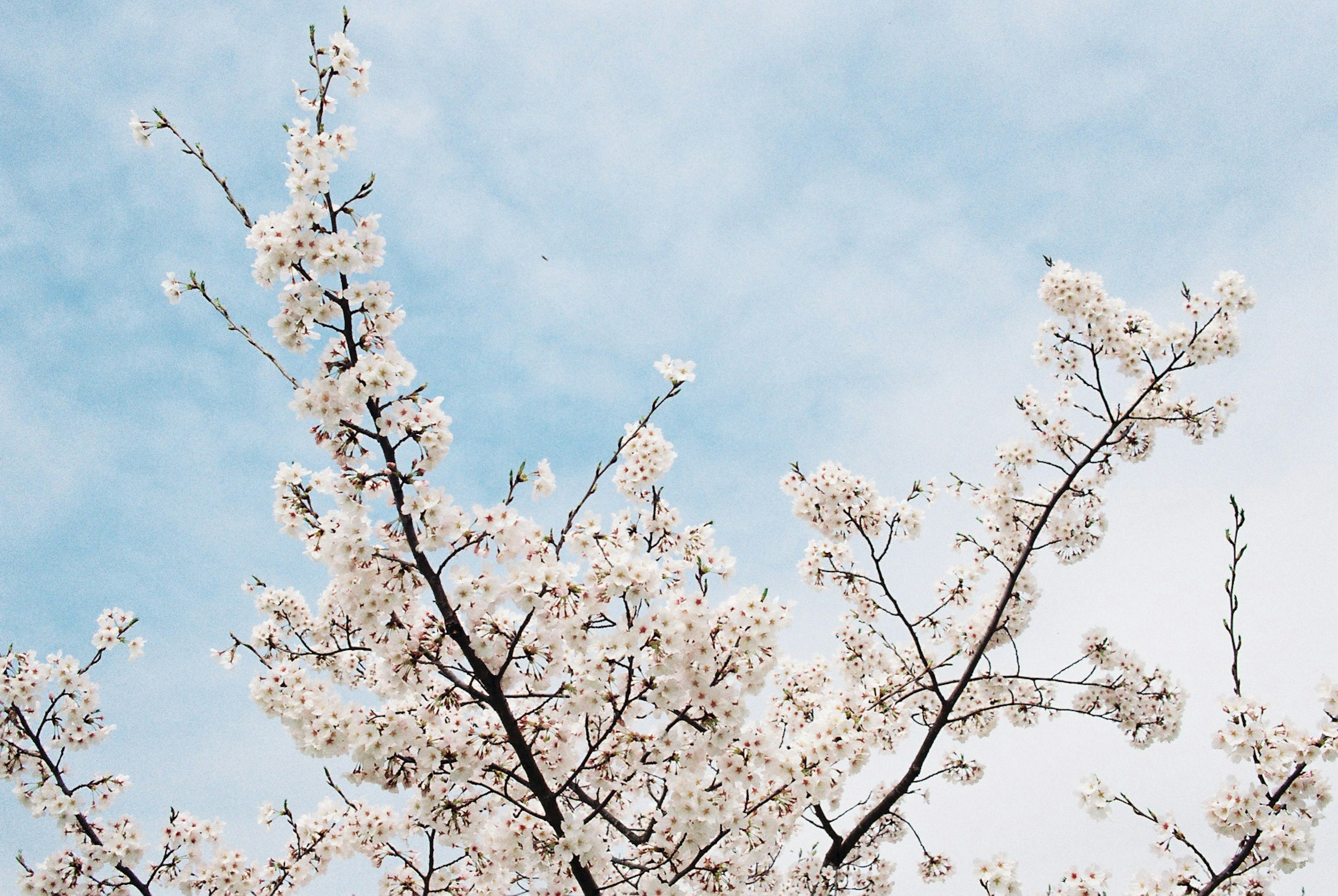 Cherry blossom branches in bloom against a blue sky