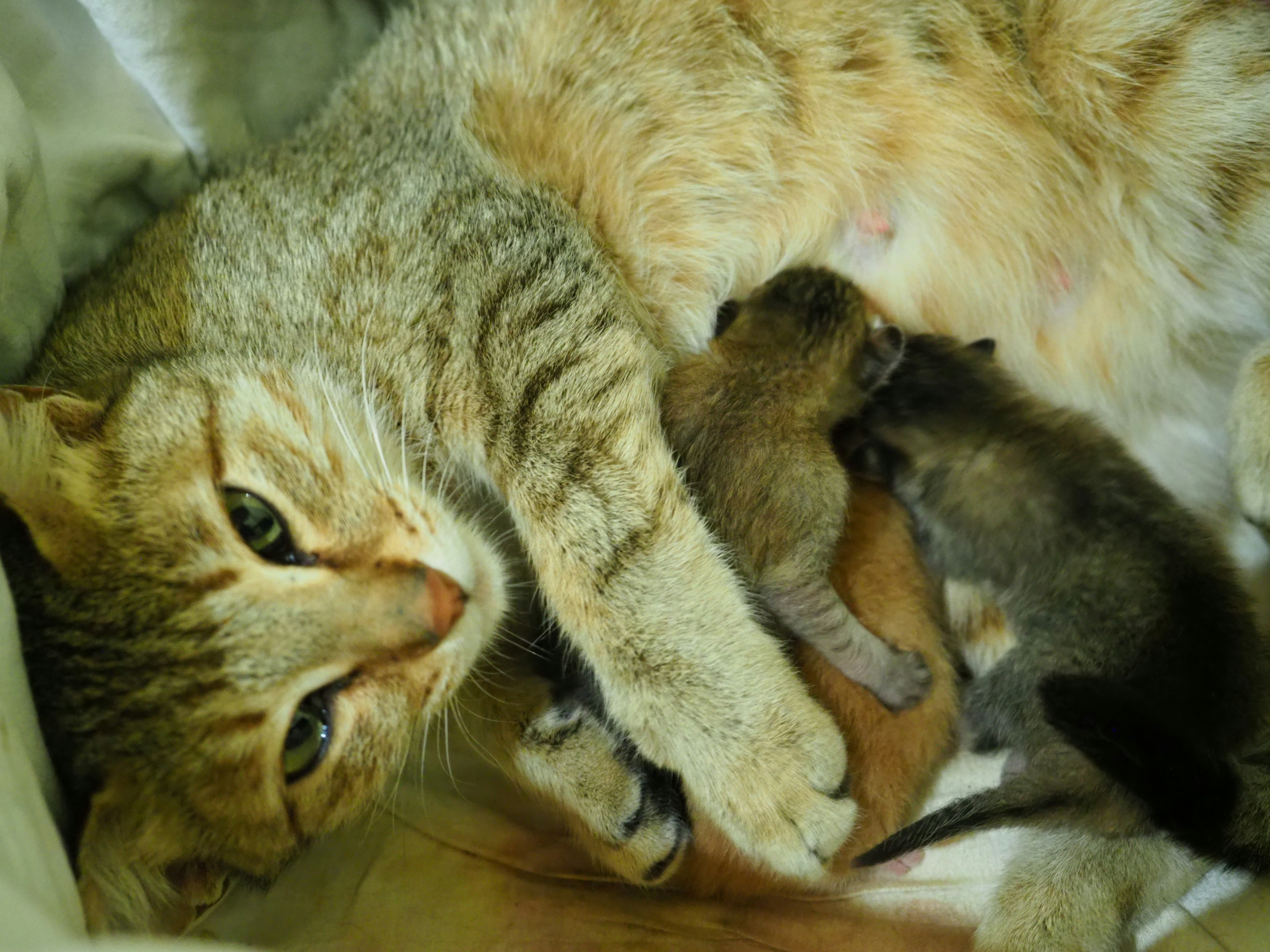 Una madre gatta che allatta i suoi gattini in un ambiente accogliente