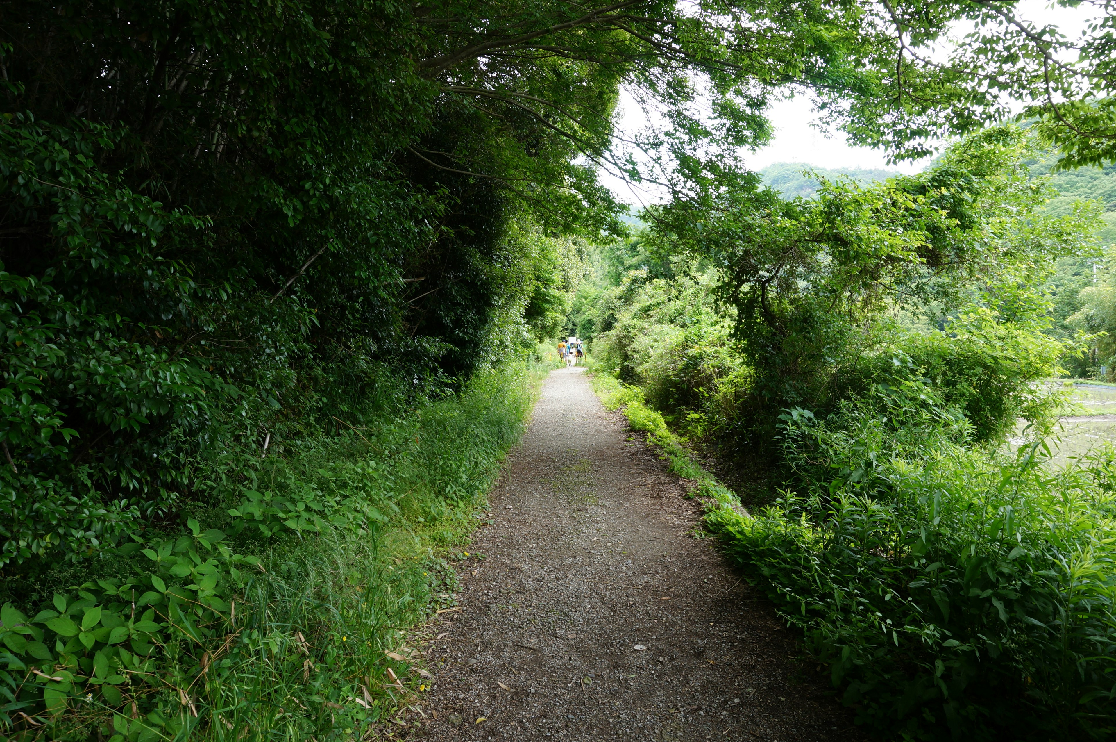 Un chemin tranquille entouré de verdure luxuriante