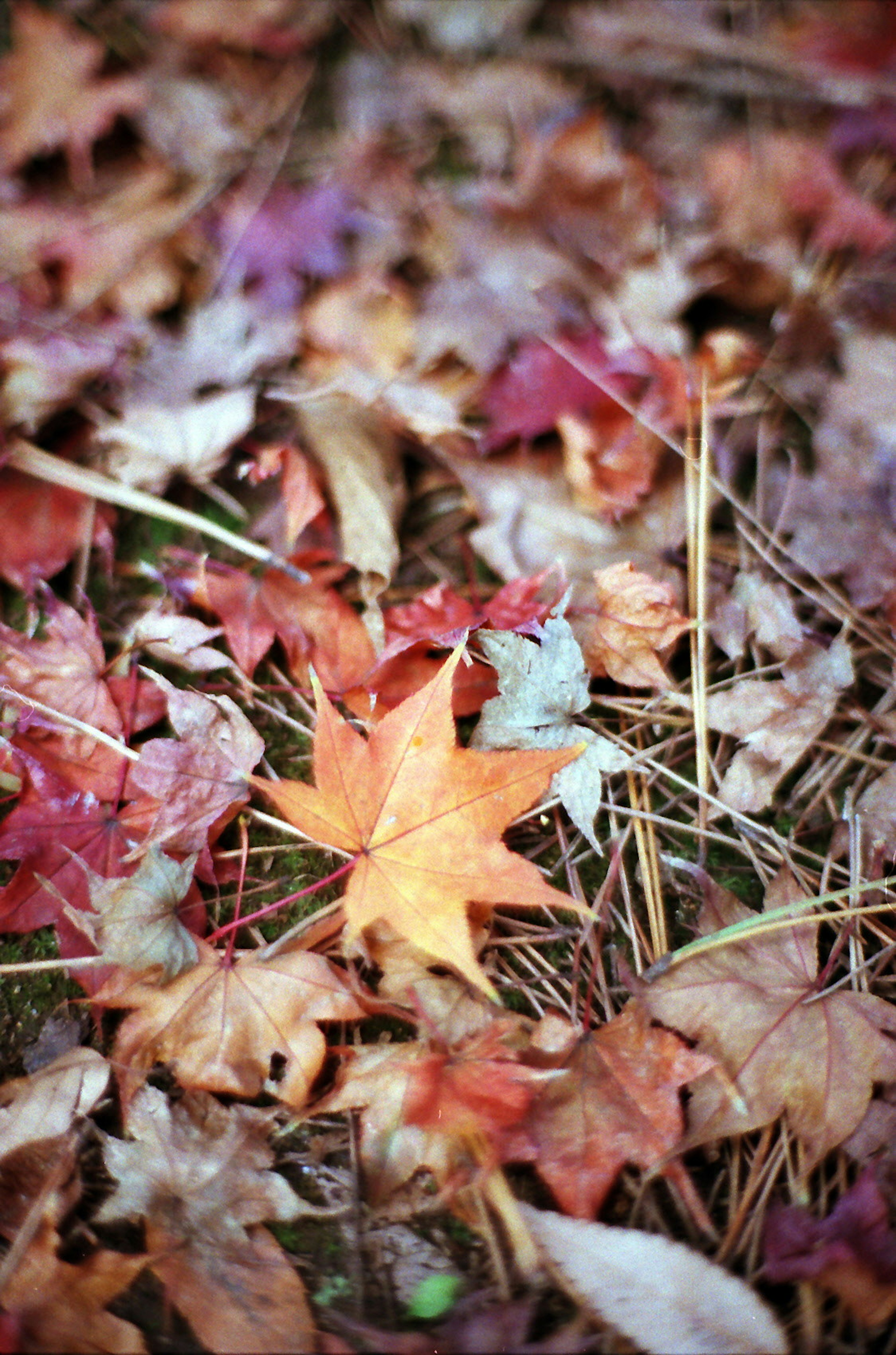 Feuilles d'automne colorées éparpillées sur le sol avec une feuille orange vif qui se démarque