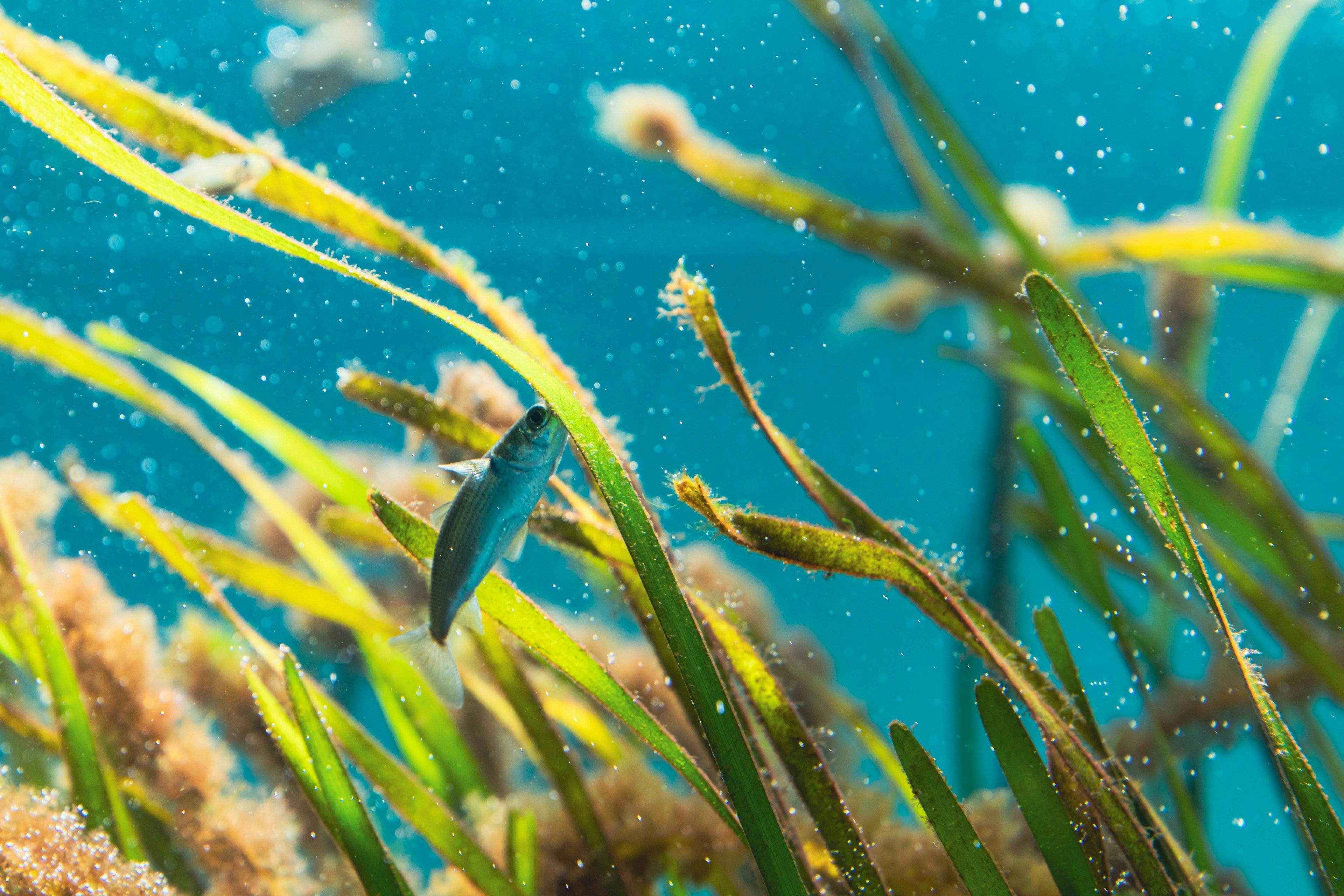 青い水中で水草と小魚が見える景色