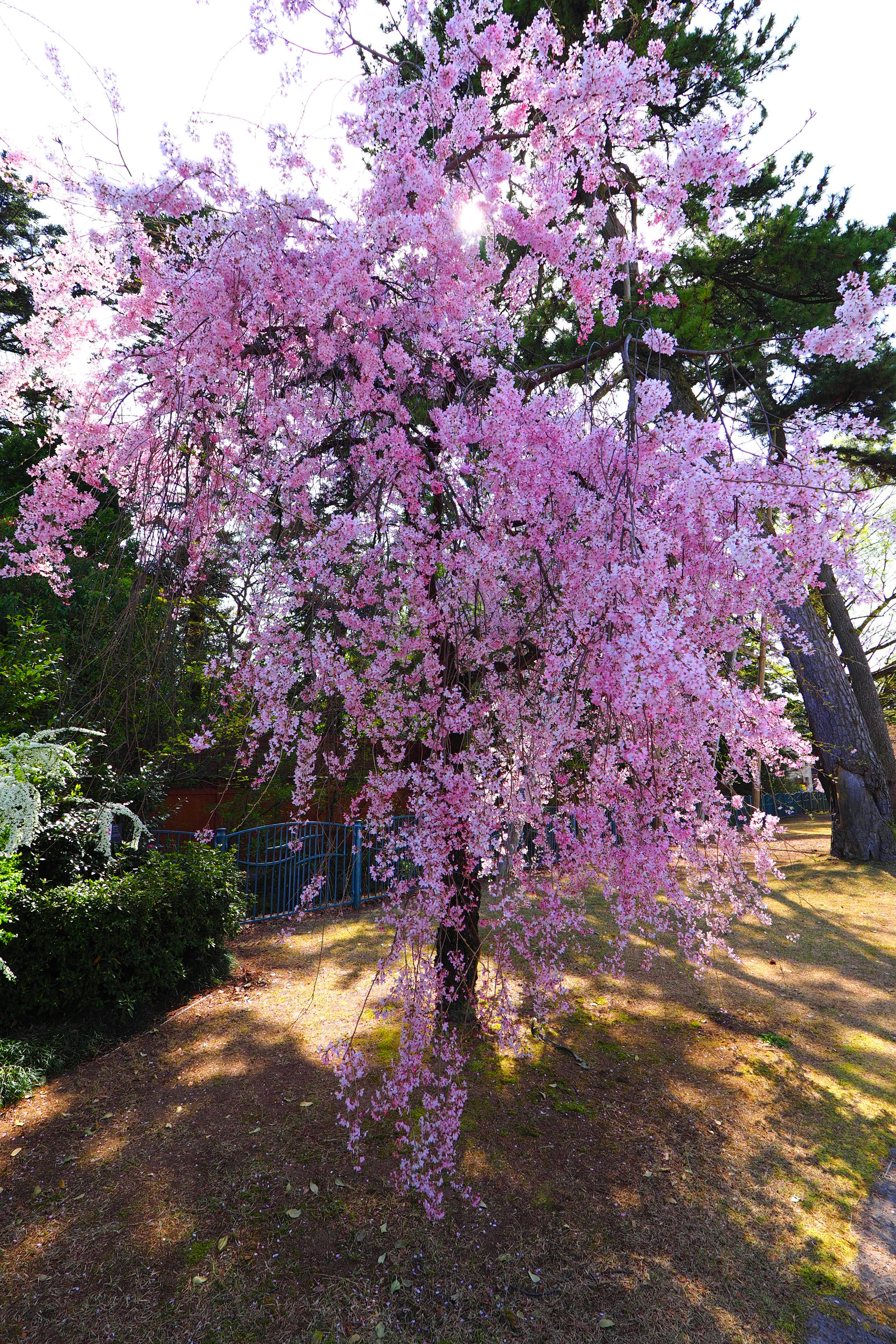 A beautiful cherry blossom tree with pink flowers