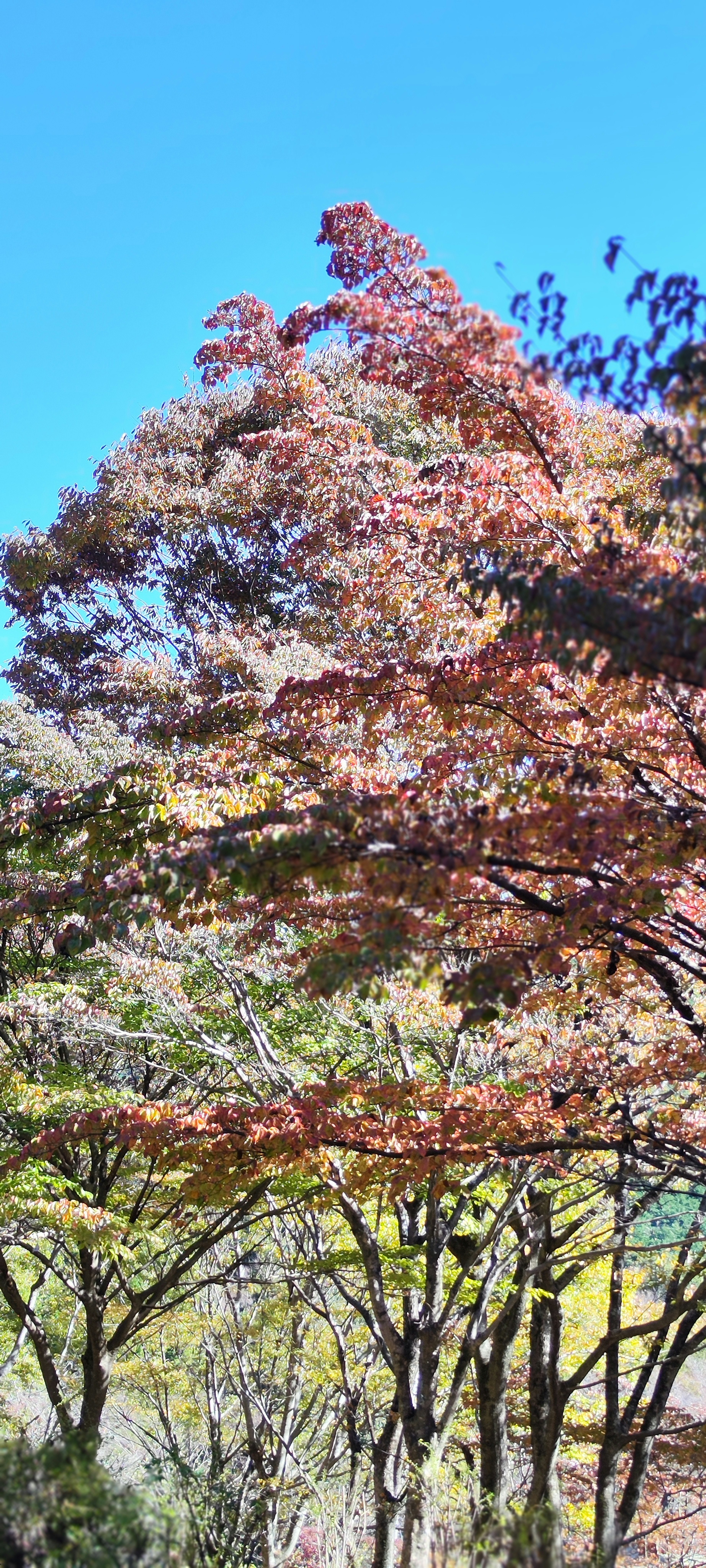 Hojas de árboles coloridas bajo un cielo azul claro