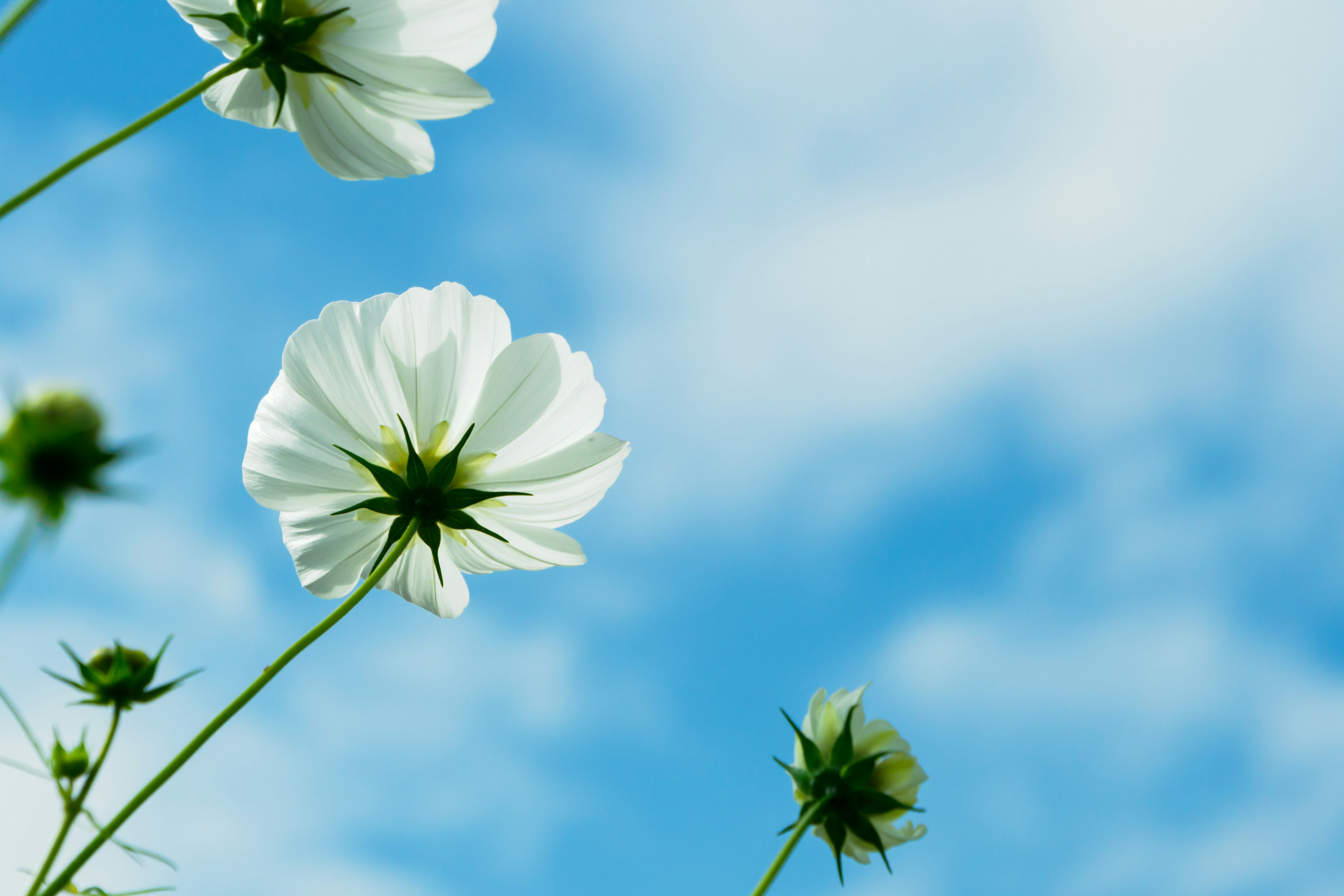 White flowers blooming under a blue sky