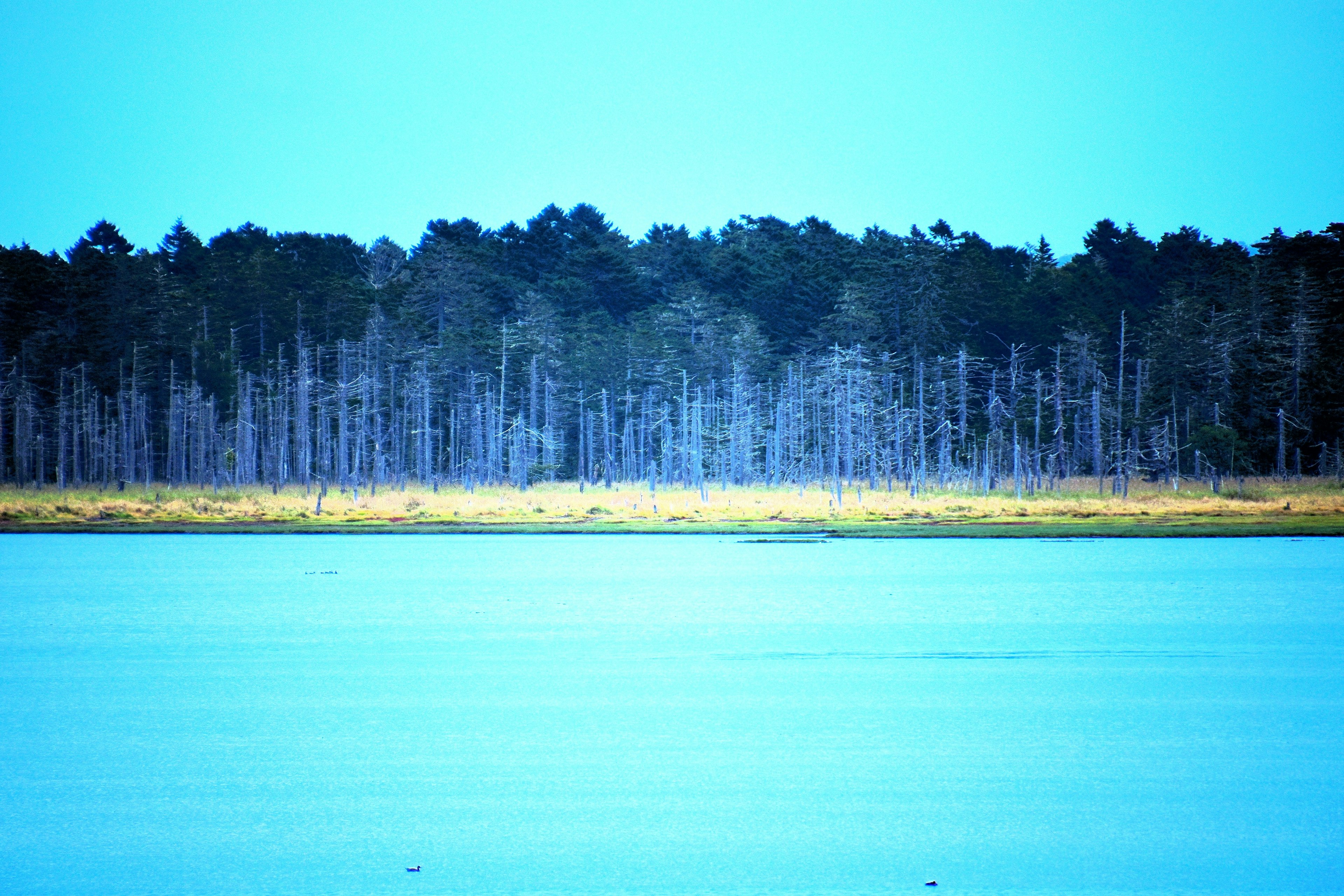 Landschaft mit blauer Wasseroberfläche und grünen Bäumen