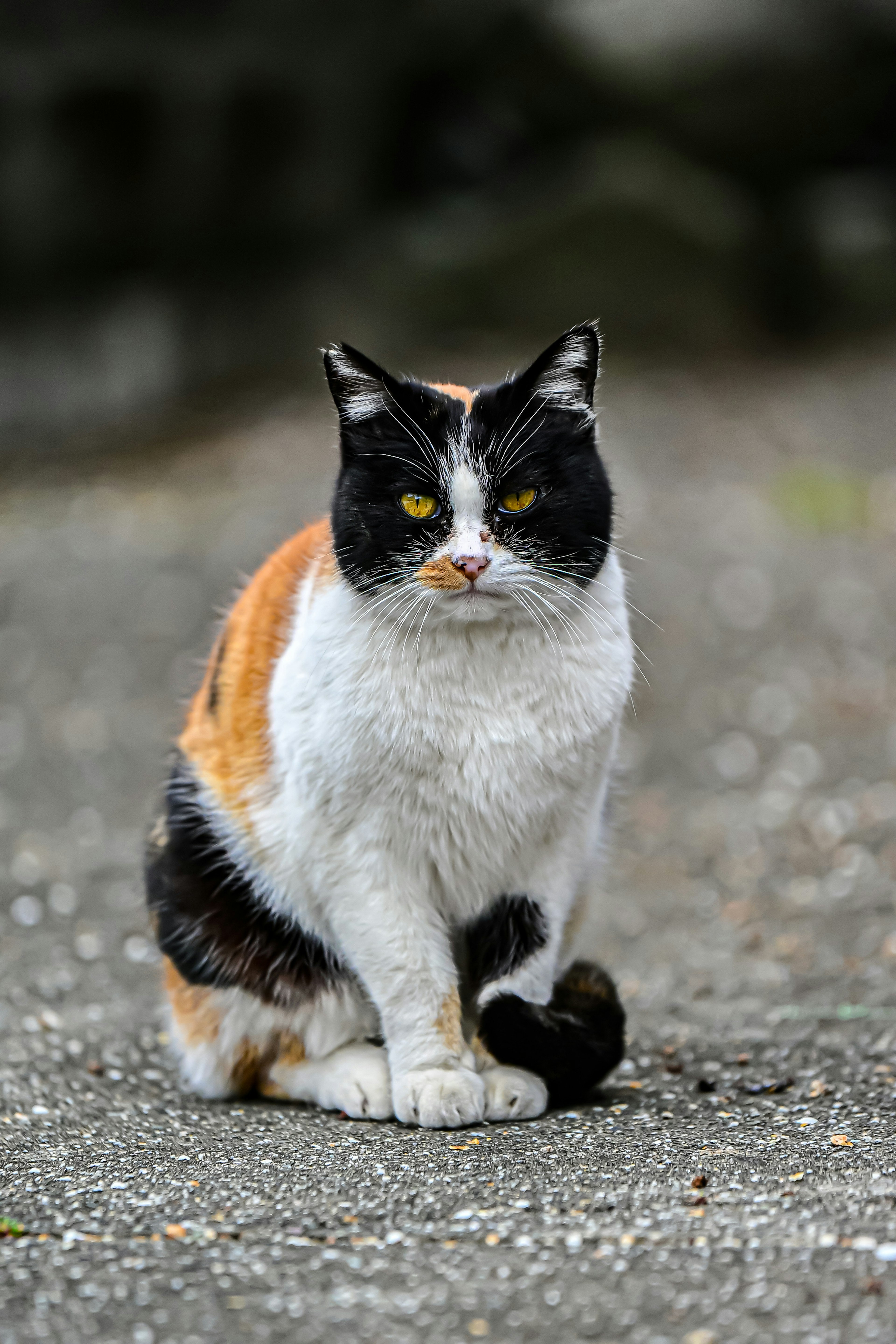 Seekor kucing calico duduk di tanah