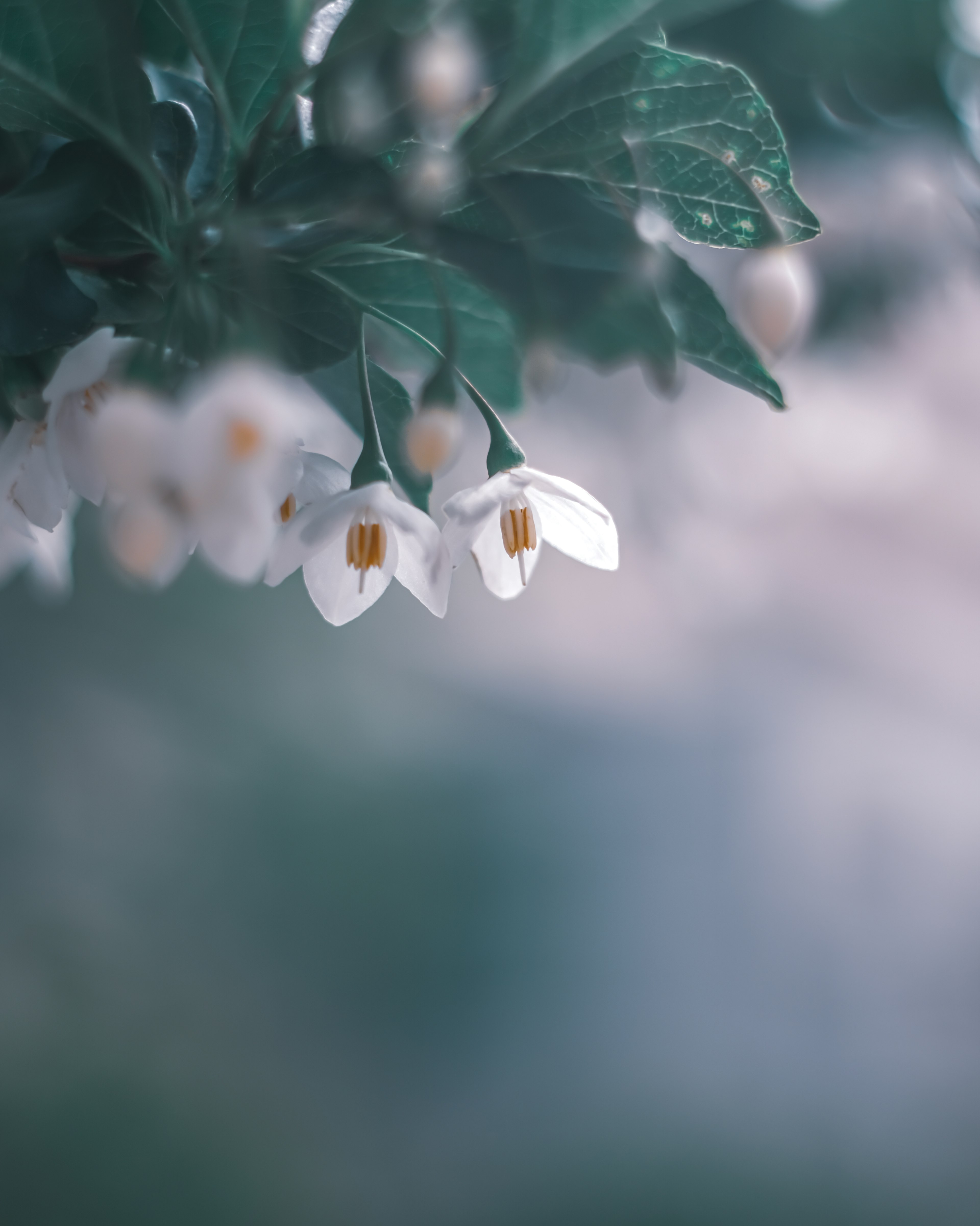 Image présentant de délicates fleurs blanches et des feuilles vertes sur un fond flou doux