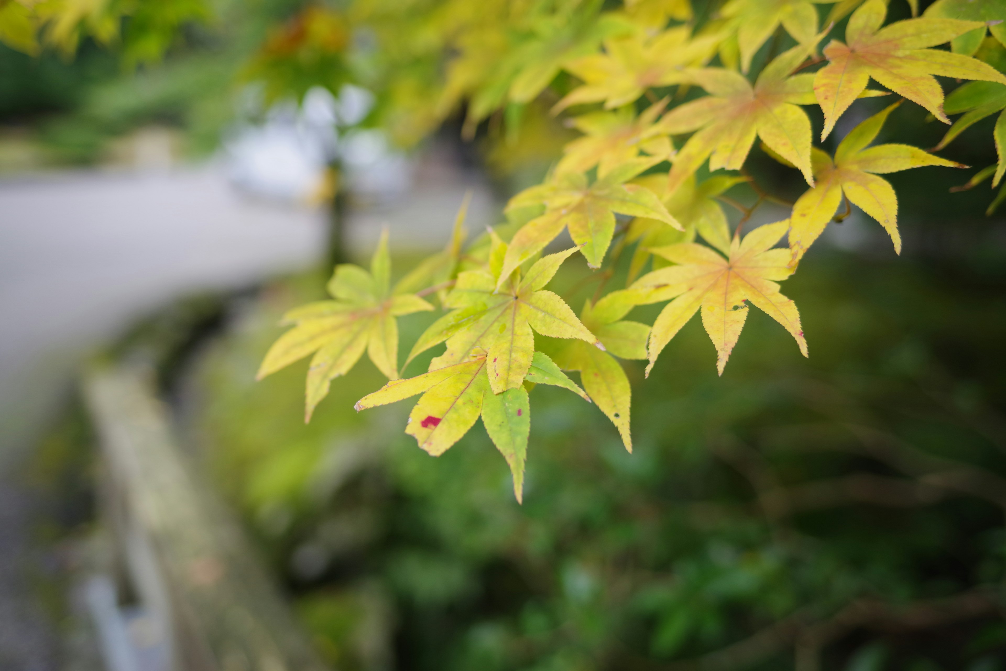 黄色の楓の葉が特徴的な写真背景にはぼんやりとした道が見える