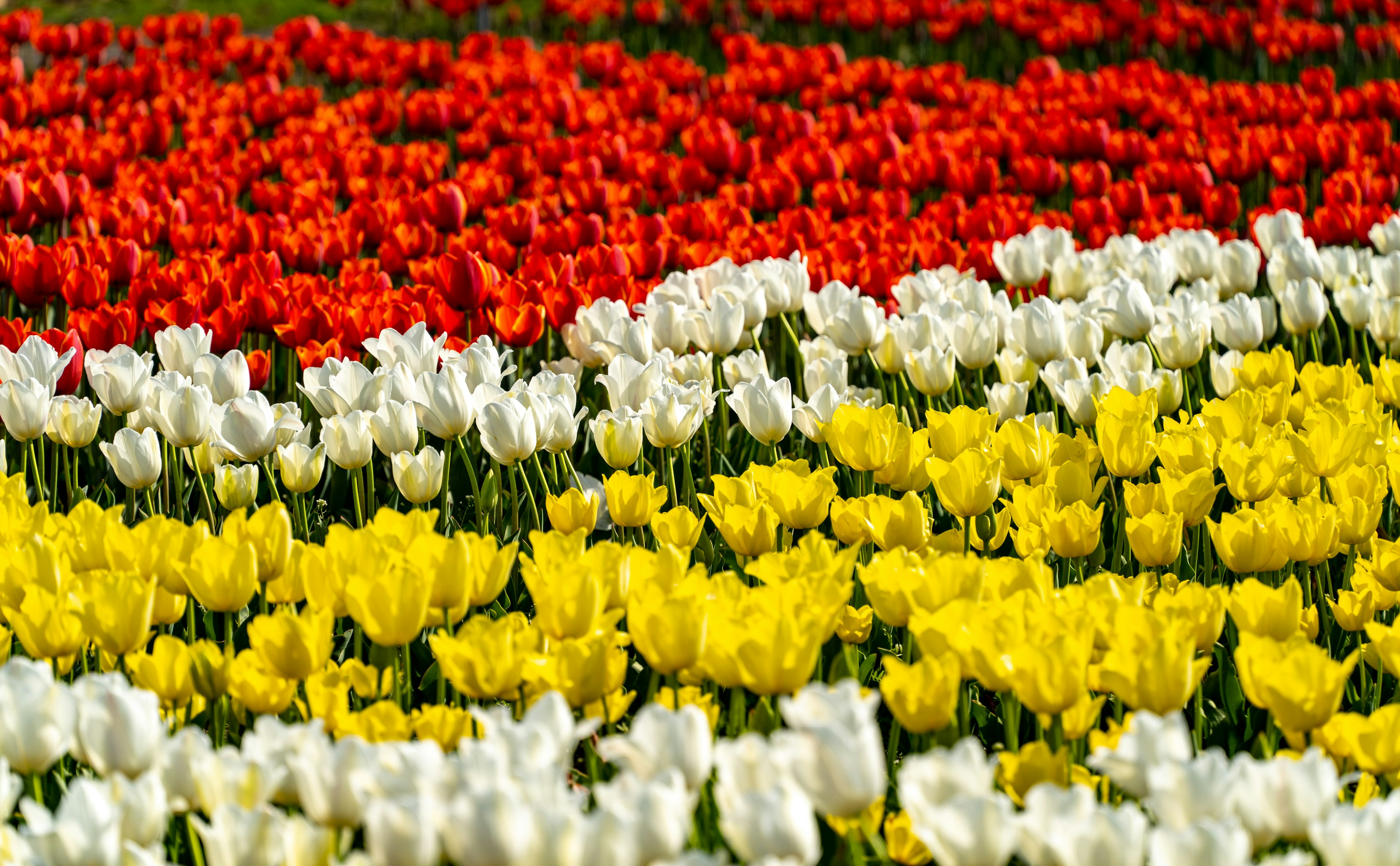 色とりどりのチューリップの花畑 赤い 白い 黄色いチューリップが並ぶ美しい風景