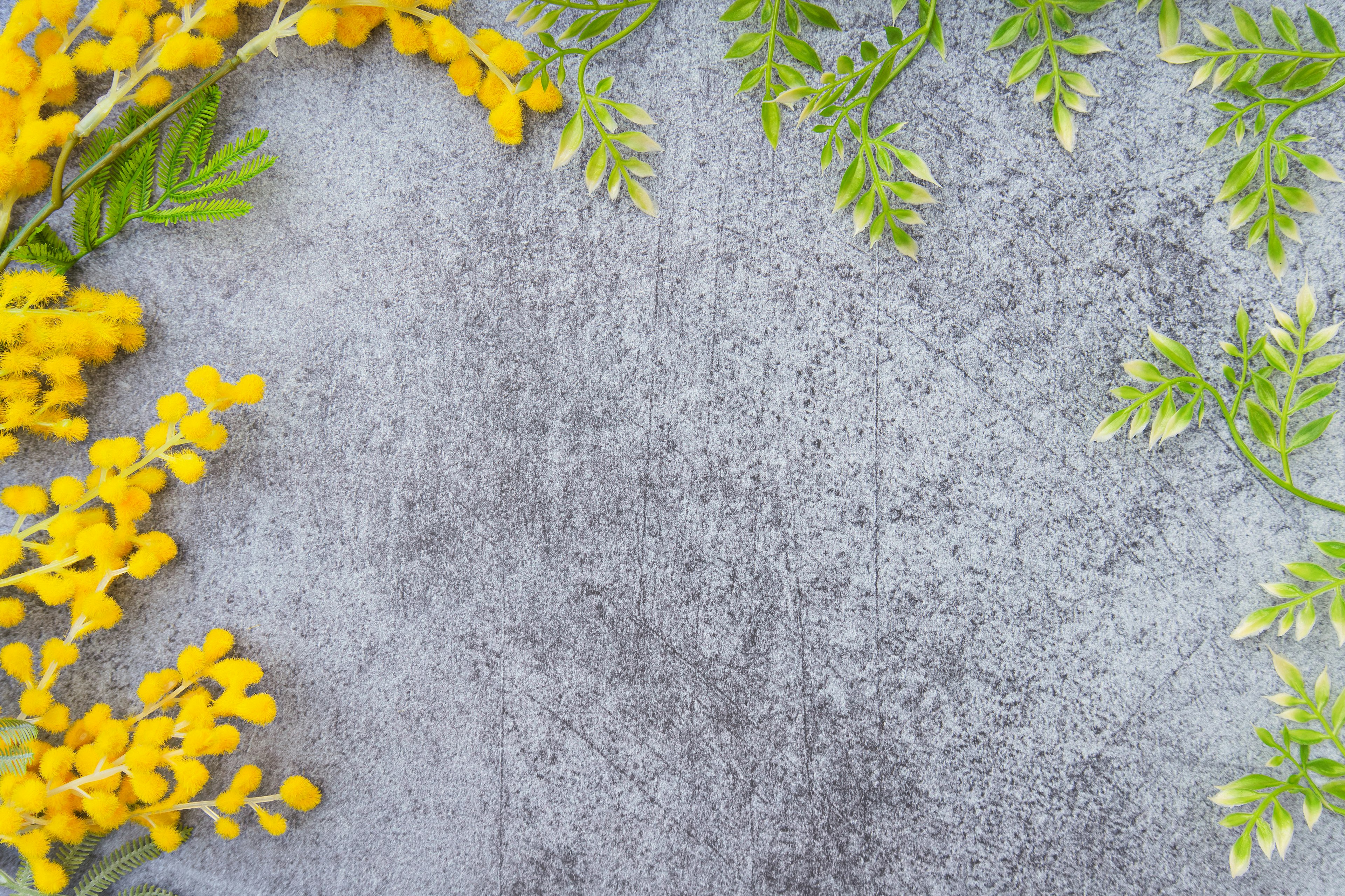 Arrangement magnifique de fleurs de mimosa jaunes et de feuilles vertes sur un fond gris