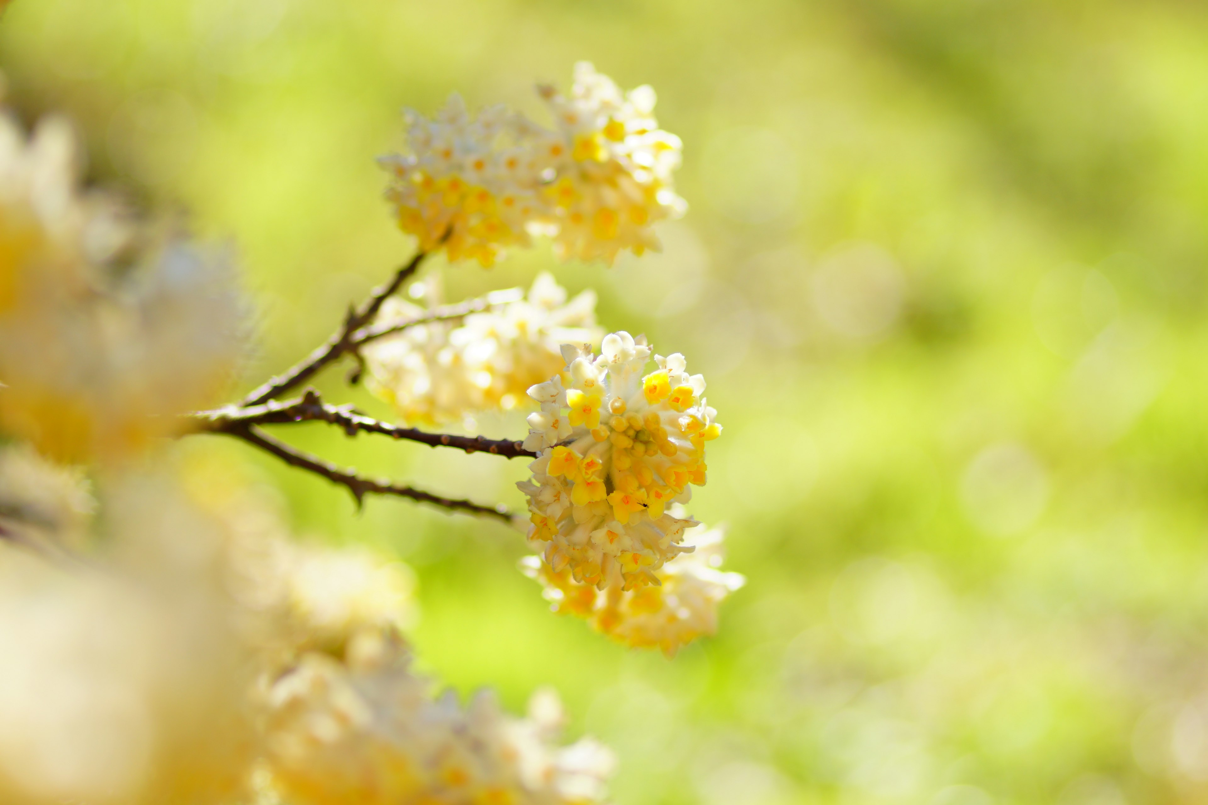 Nahaufnahme eines Zweigs mit gelben Blumen