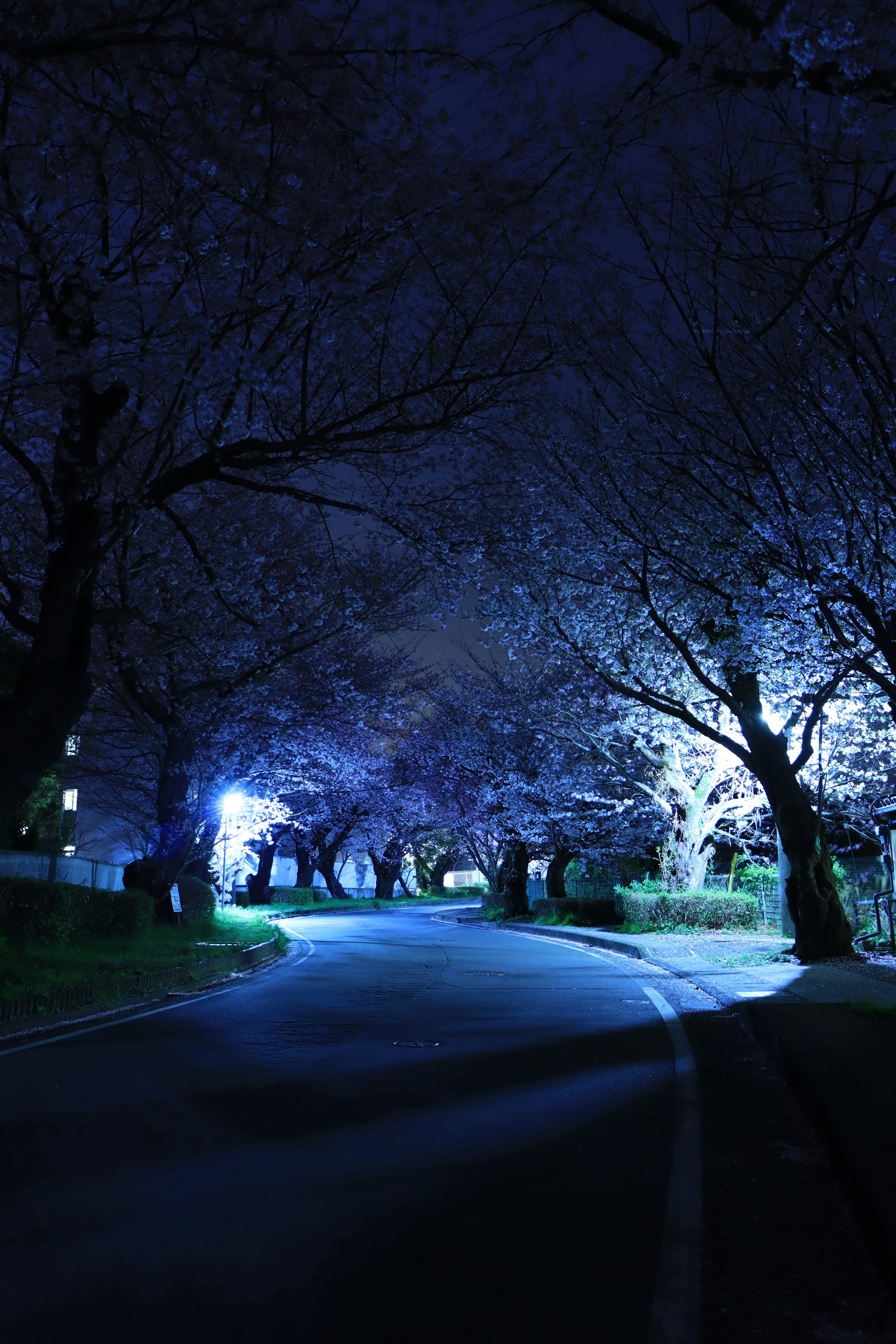 A mystical view of cherry blossom trees illuminated at night